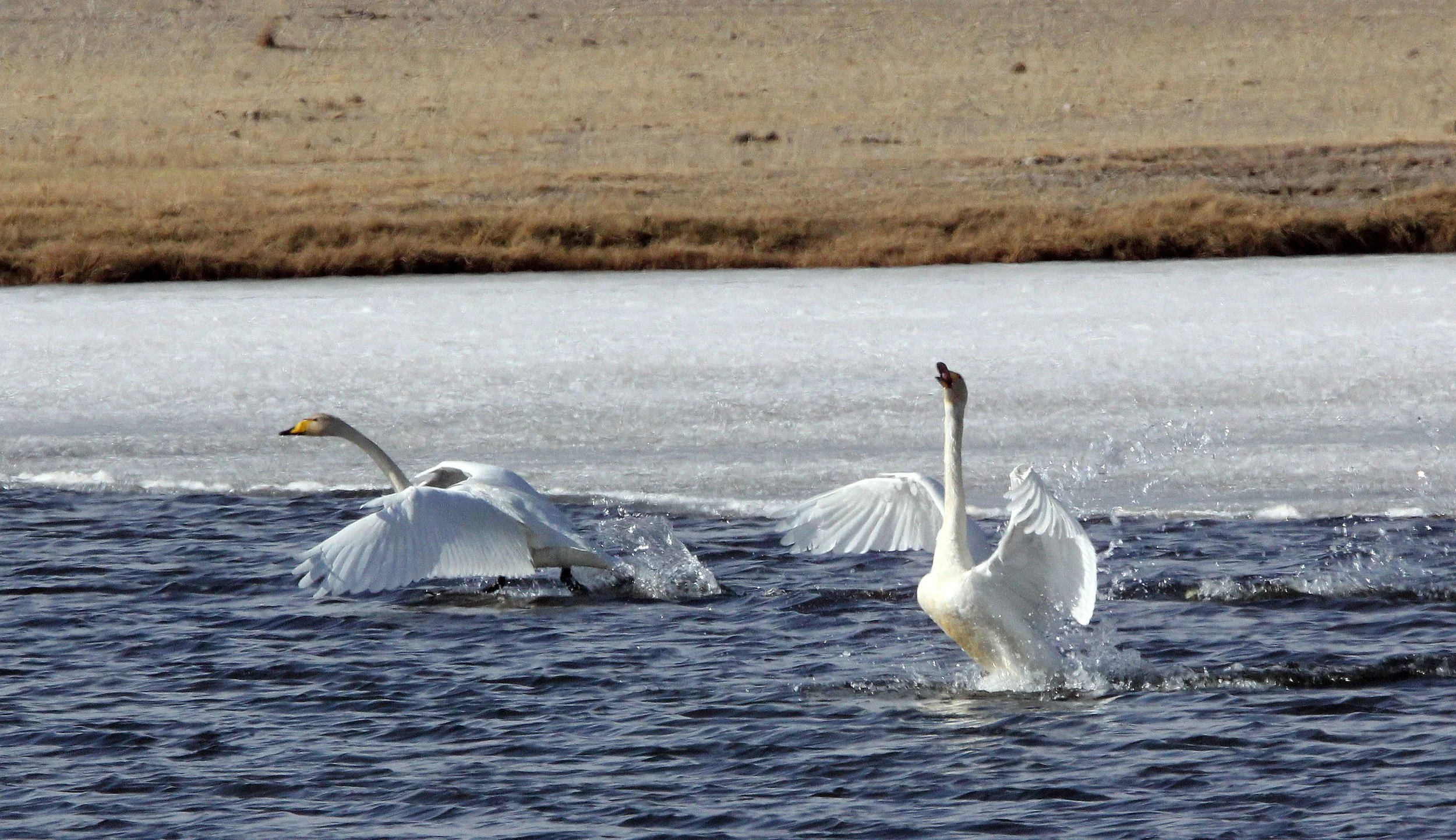 SWAN - WHOOPER SWAN - Cygnus cygnus - QINGHAI LAKE CHINA (23).JPG