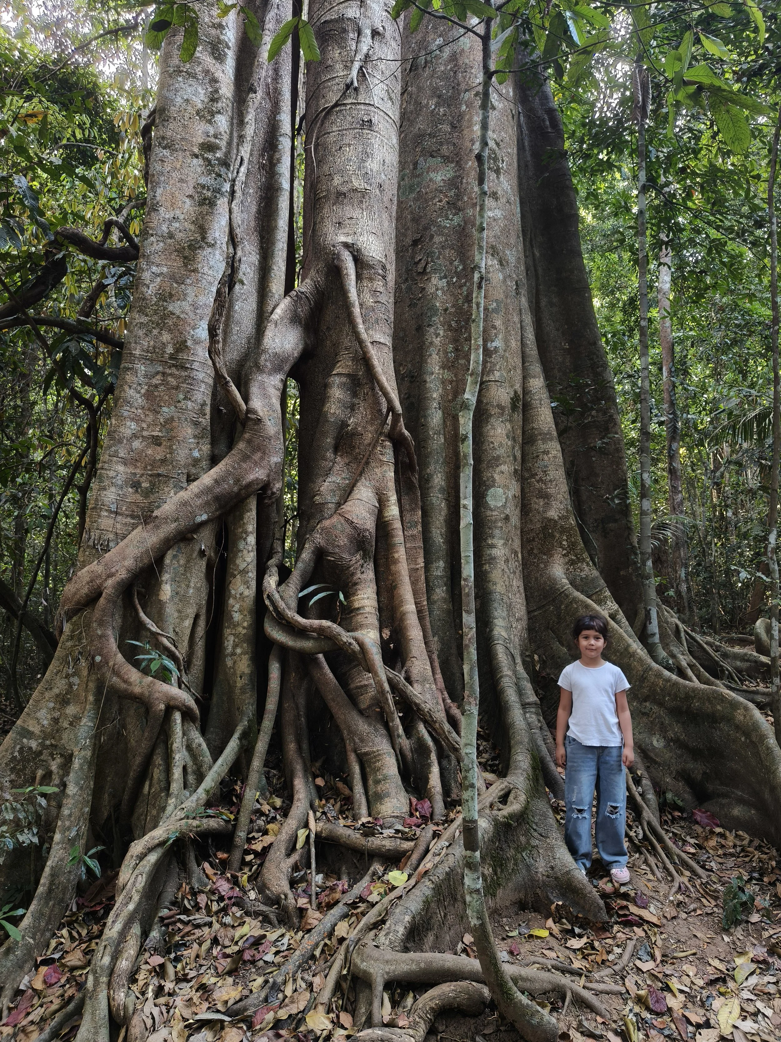 My Liana next to a forest giant Ficus annulata in Khao Yai at Km 33 trail.