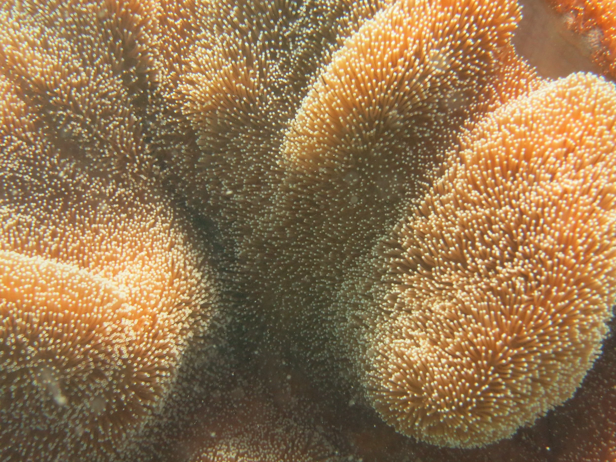 2016 BPS Satthahip Dive Trip with Marine Conservation Club (28).JPG