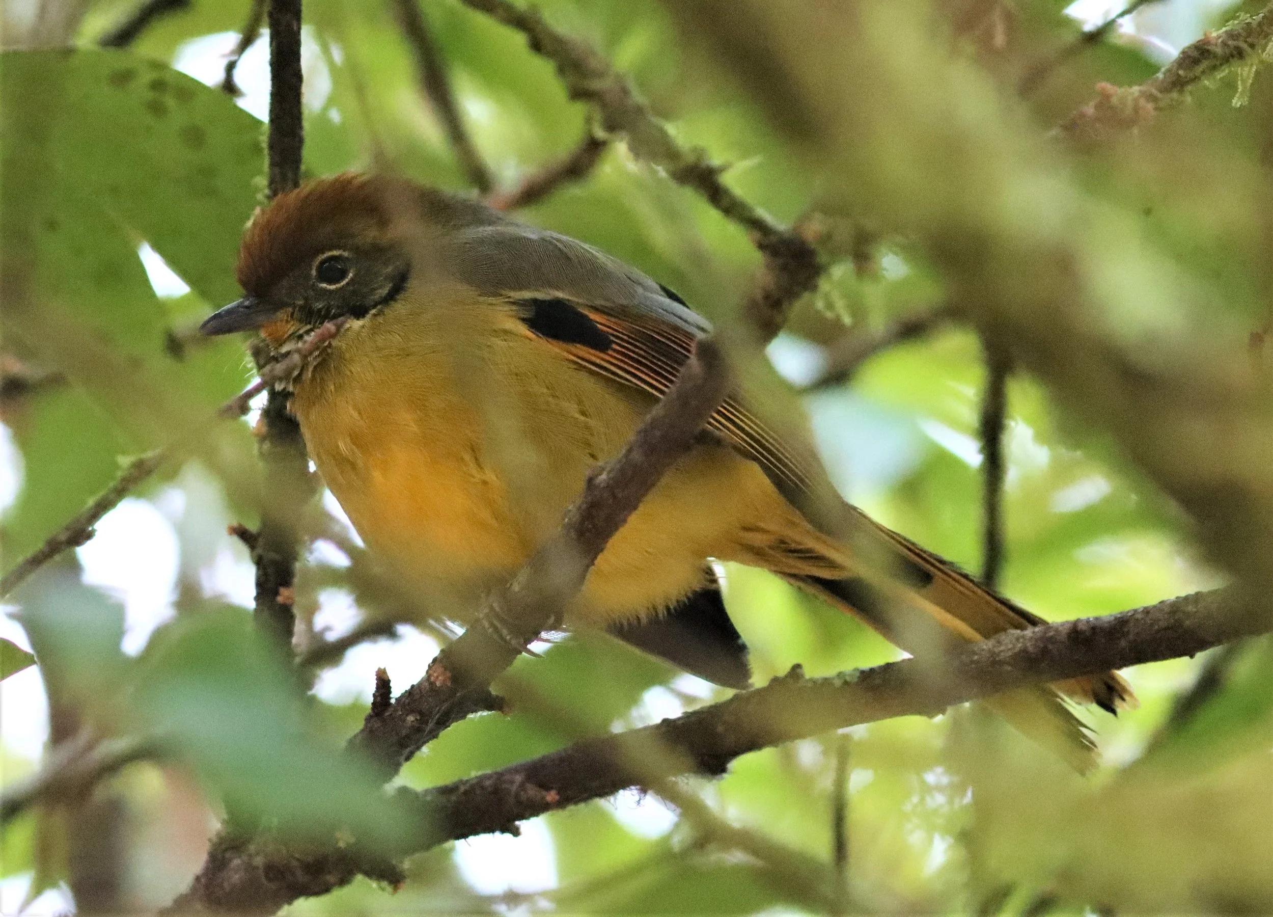 MINLA - CHESTNUT-TAILED MINLA - Minla strigula - DOI INTHANON NP CHIANG MAI, DEC 2021 (27).jpg