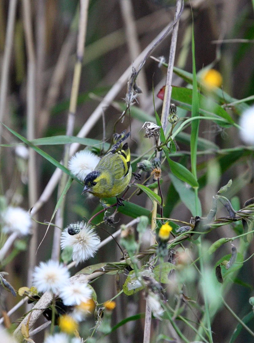 Eurasian Siskin (Spinus spinus) Nankou Rudong, China (9).JPG