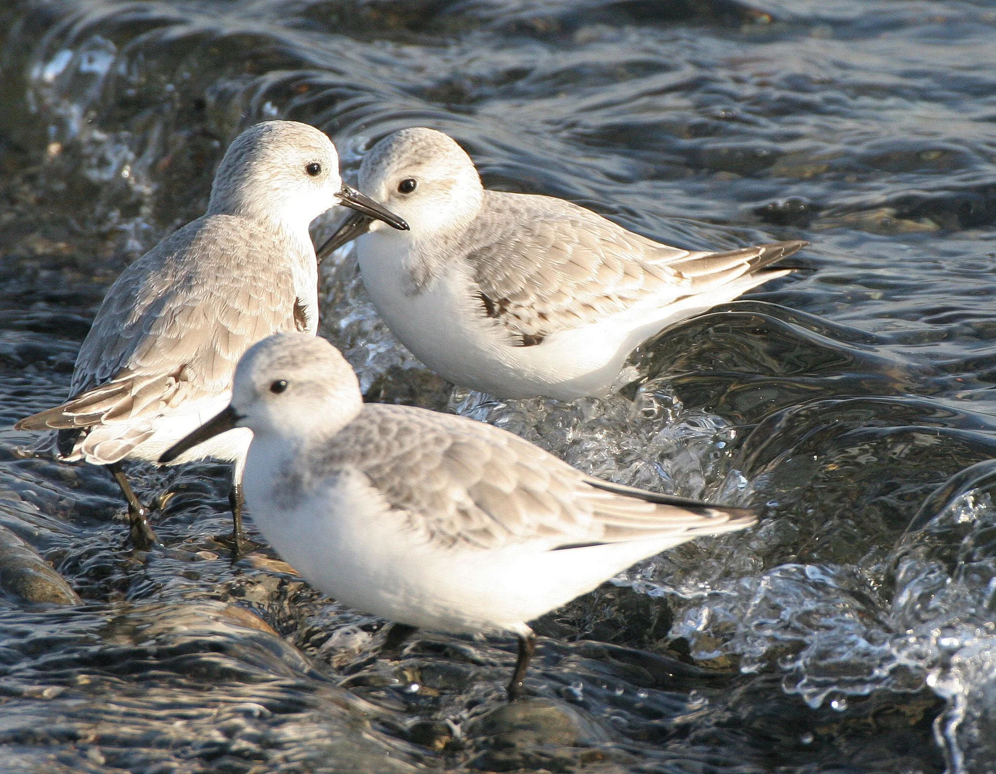BIRD - SANDERLINGS - EDIZ HOOK PA HARBOR (17).jpg