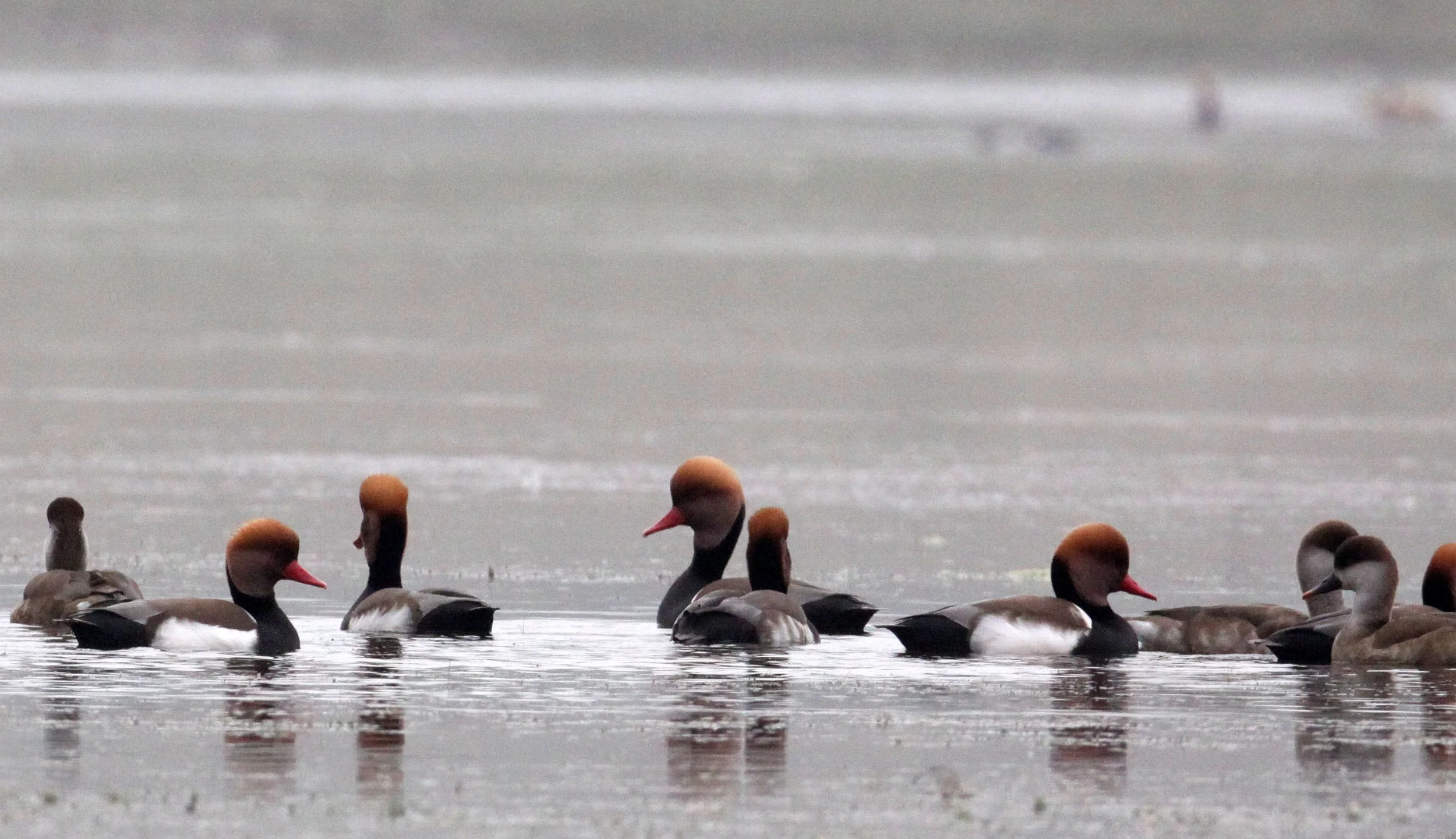 POCHARD - RED-CRESTED POCHARD - Netta rufina - CHAMBAL RIVER SANCTUARY INDIA (10).JPG