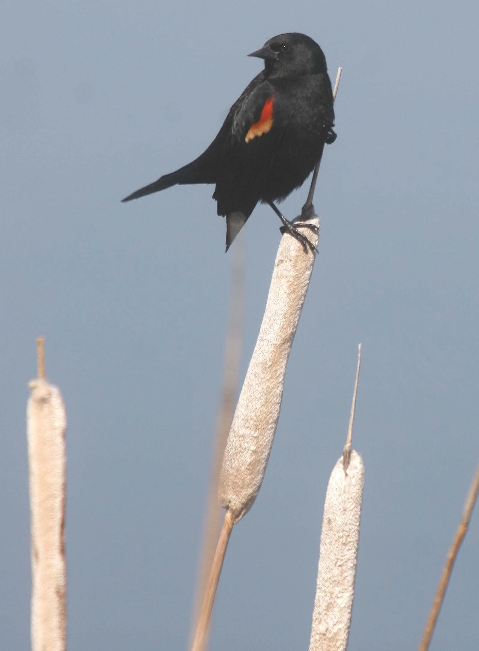 Red-winged Blackbird (Agelaius phoeniceus) Potholes State Park Washington (2).jpg