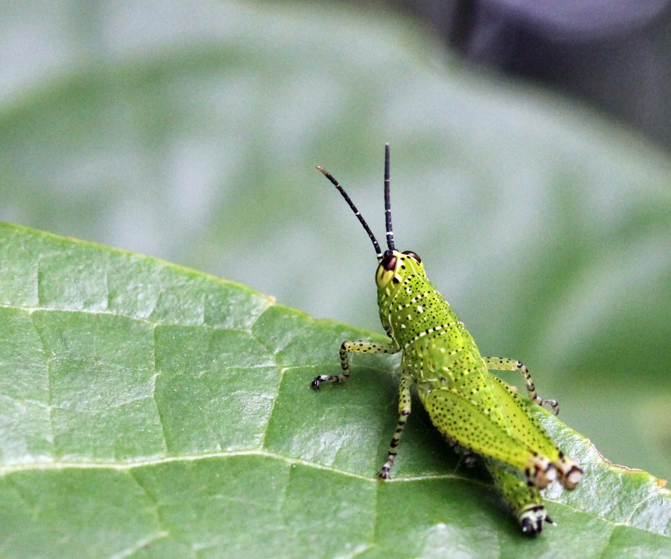 Acrididae - Species 15 - Koh Lanta, Thailand (11).JPG