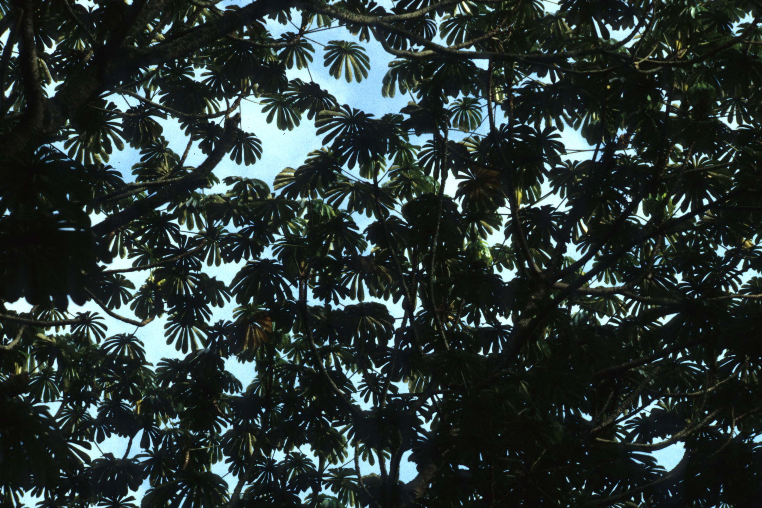 UGANDA - RAINFOREST CANOPY.jpg