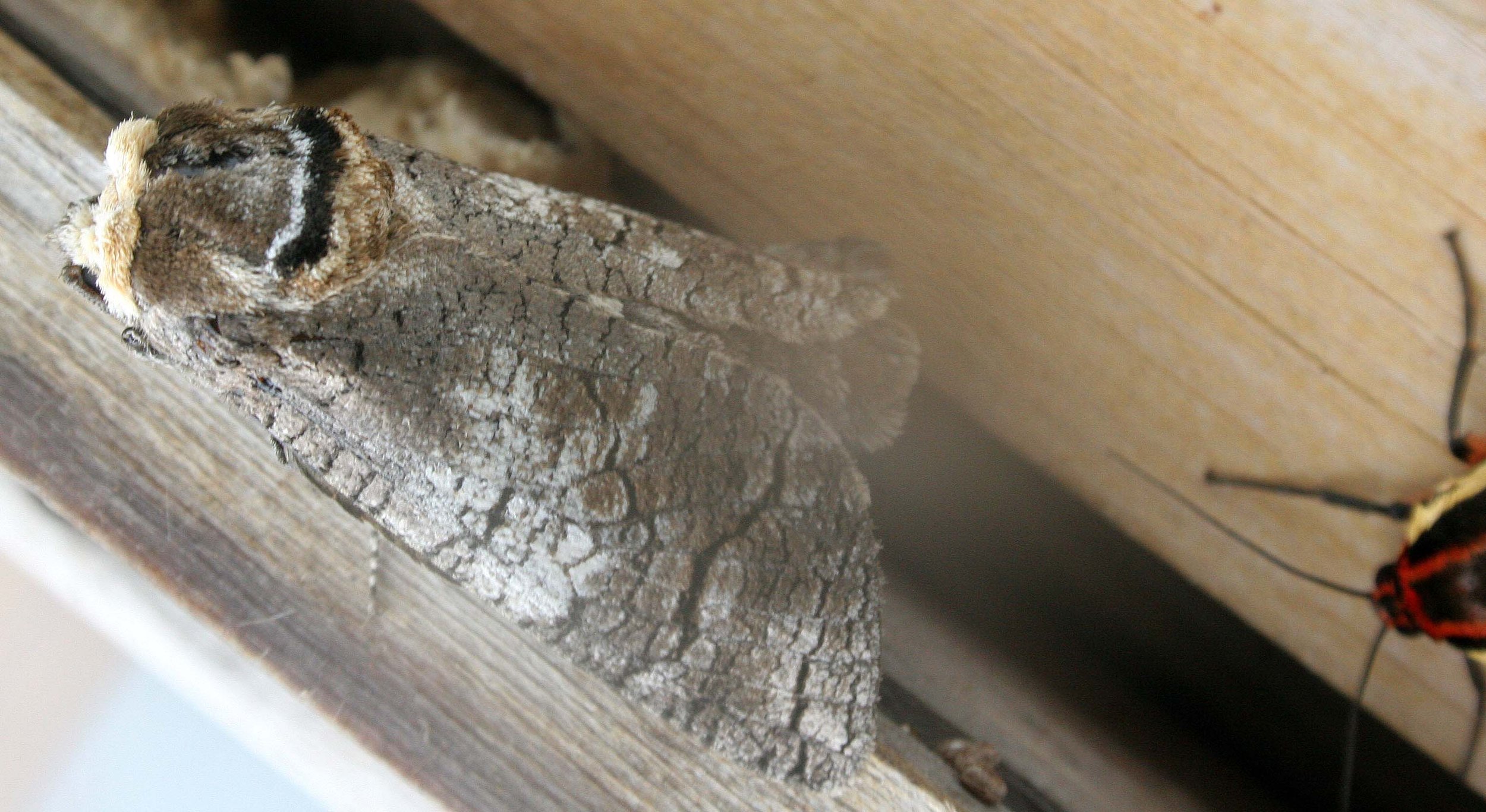 Cossidae - Goat Moth (Cossus cossus) Koh Lanta, Thailand.jpg