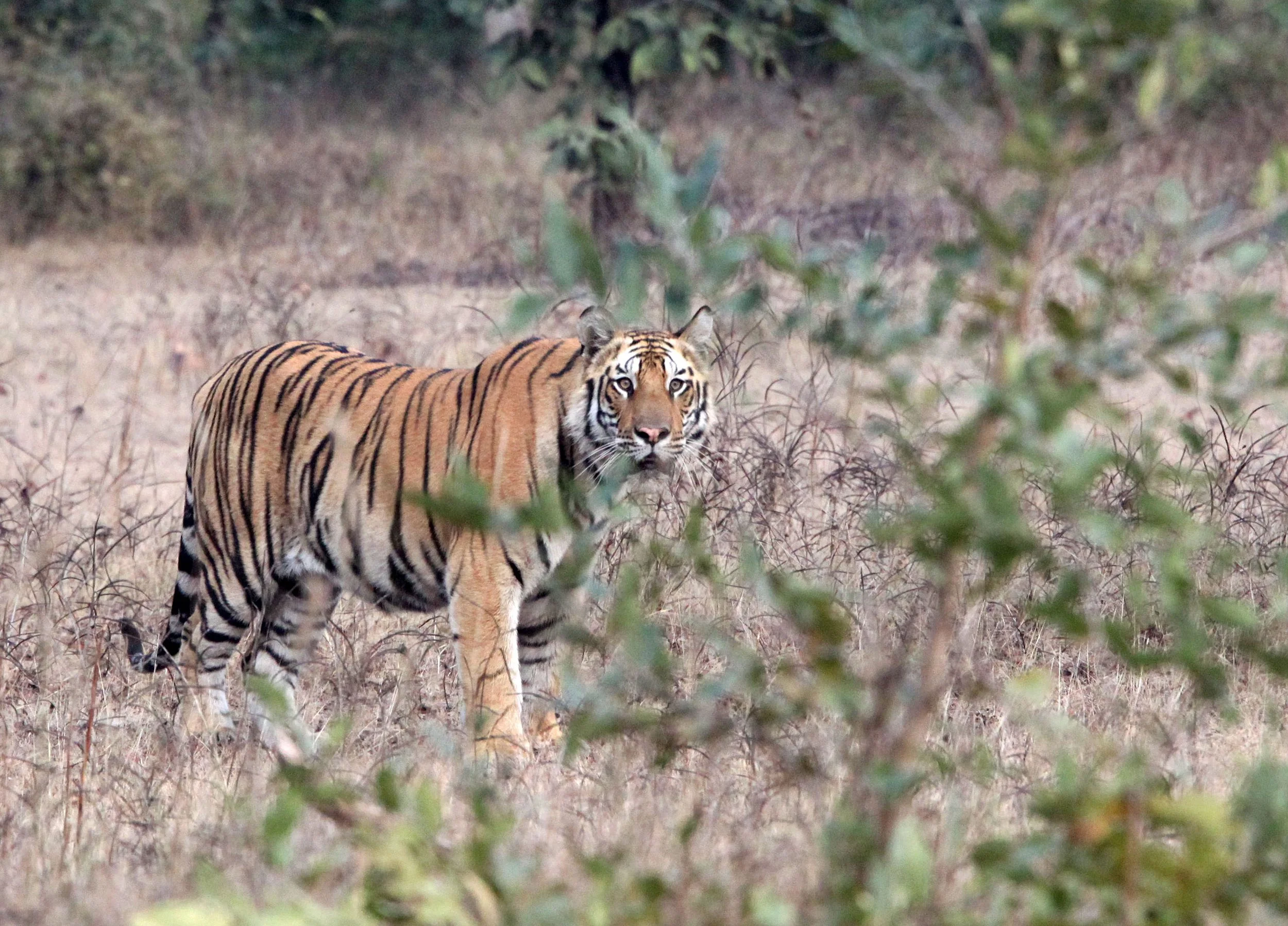 Panthera tigris tigris - BENGAL TIGER - BANDHAVGAR NATIONAL PARK MADHYA PRADESH INDIA (140).JPG
