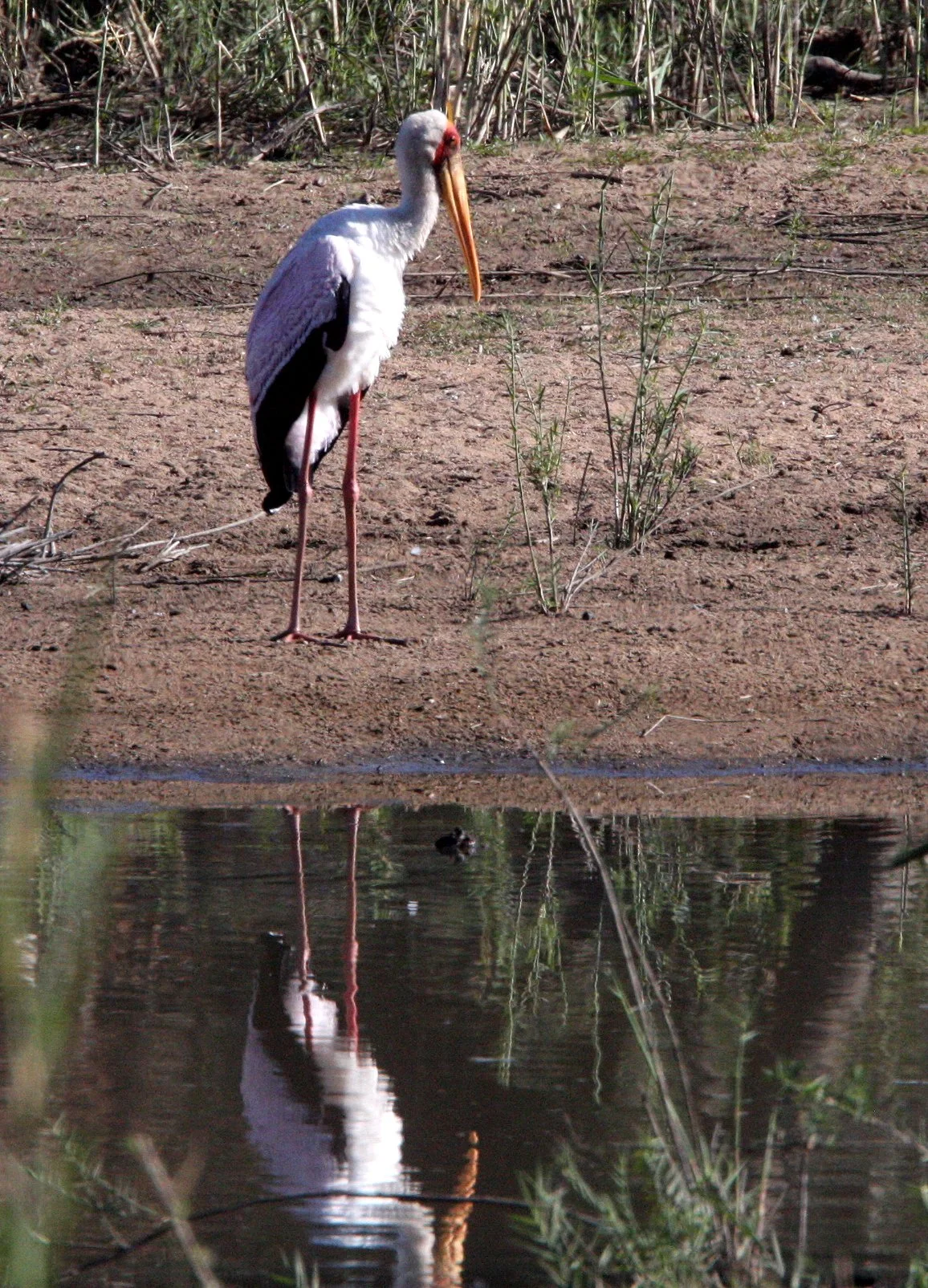 STORK - YELLOW-BILLED STORK - Mycteria ibis - KRUGER NATIONAL PARK SOUTH AFRICA (17).JPG