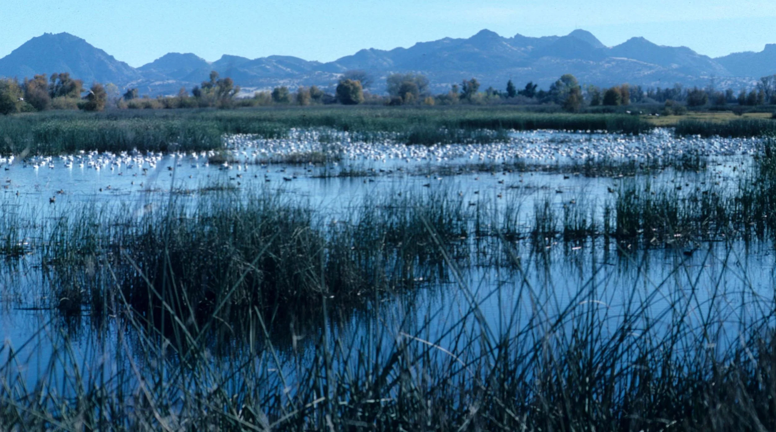 CALIFORNIA - GRAY LODGE NWR.jpg