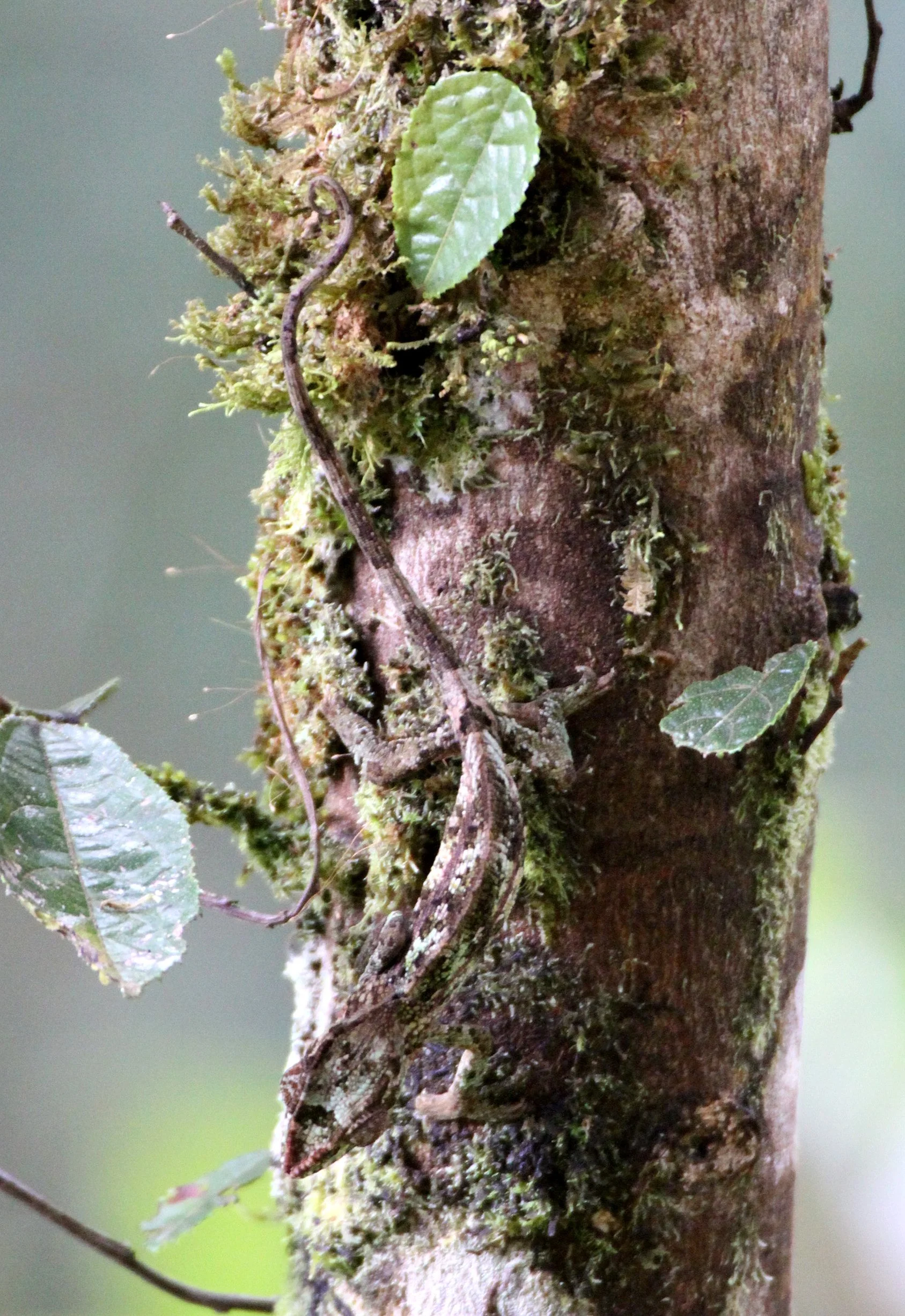 Chameleon species Andisabe NP, Madagascar