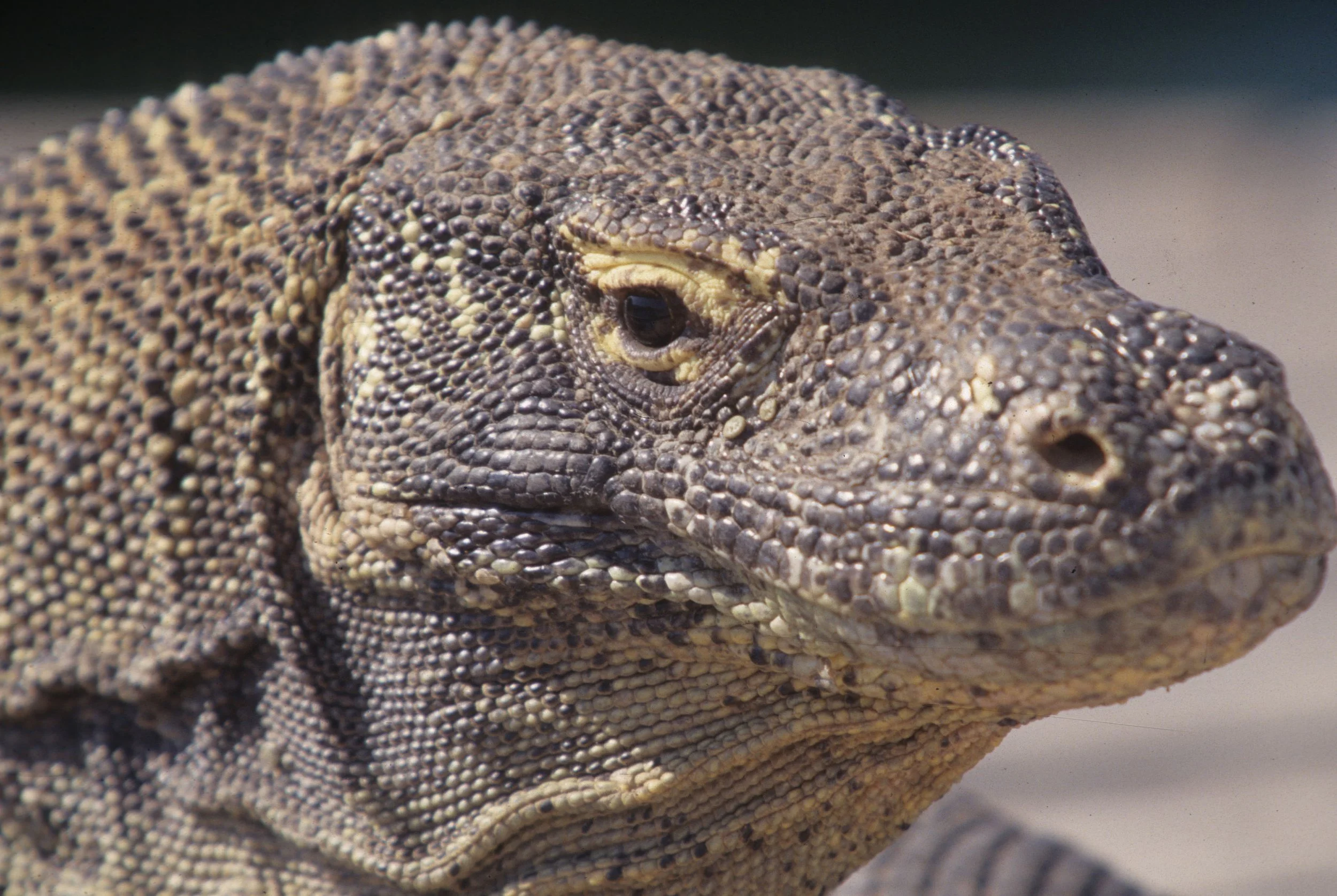 REPTILE - MONITOR LIZARD - KOMODO - DRAGON.jpg