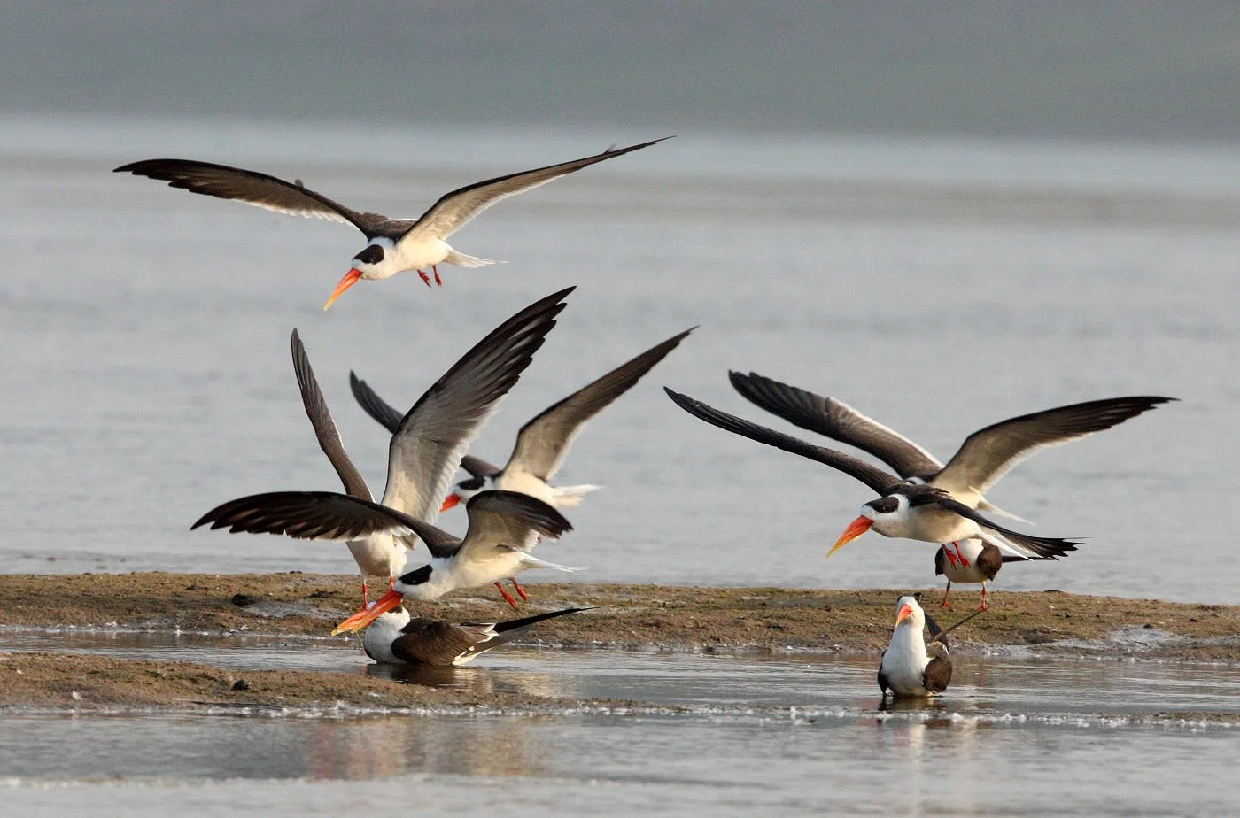 BIRD - SKIMMER - INDIAN SKIMMER - CHAMBAL SANCTUARY INDIA (5).JPG