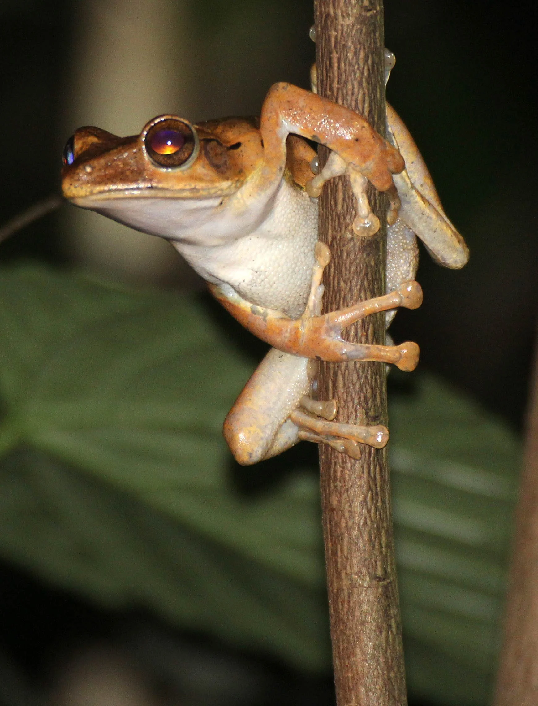 AMPHIBIAN - FROG SPECIES - SIRIGIYA FOREST AREA SRI LANKA (2).JPG