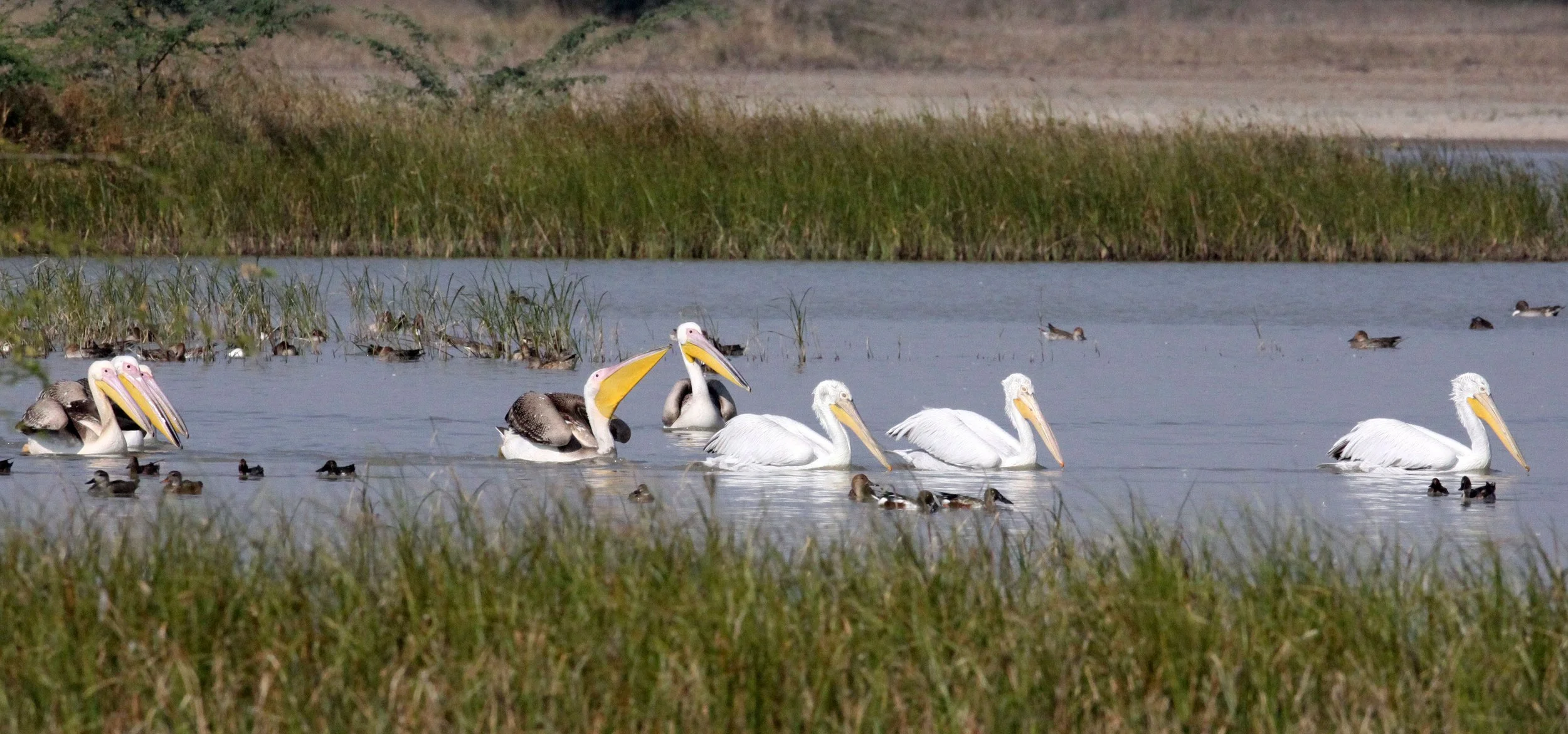 Pelecanus onocrotalus - GREAT WHITE PELICAN - BLACKBUCK NATIONAL PARK VELEVADAR INDIA (25).JPG