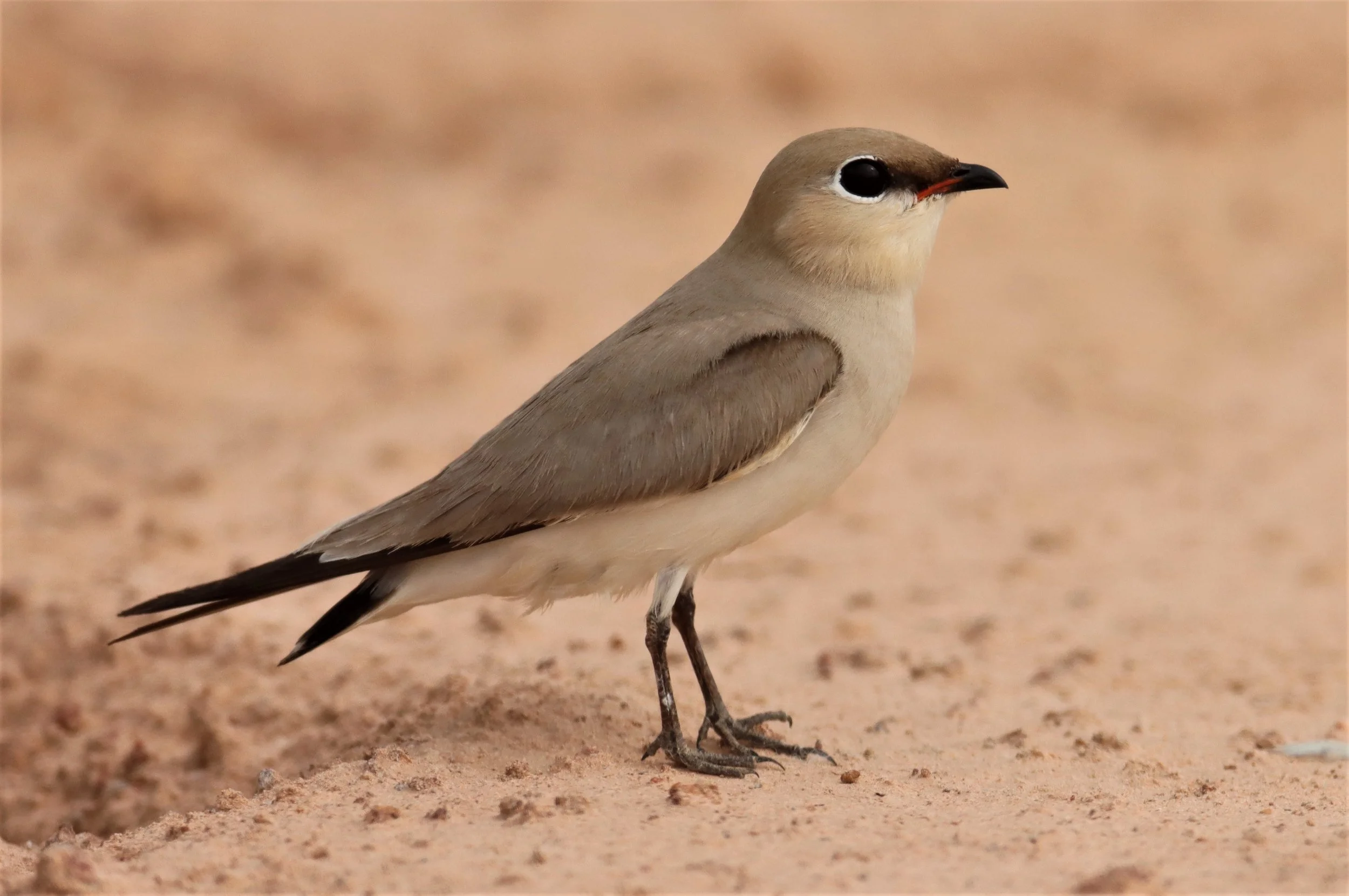PRATINCOLE - SMALL PRATINCOLE - Glareola lactea - KABIN BURI WETLANDS 15KM OUT ON 304 (182).jpg