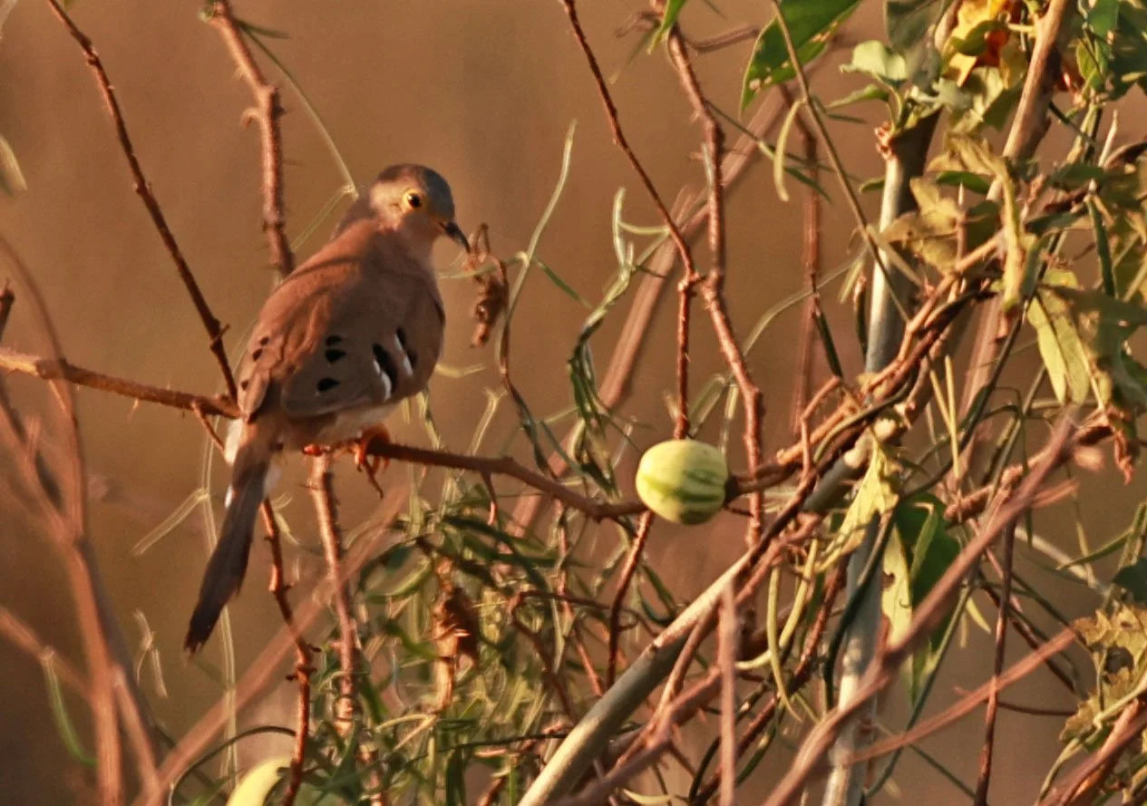 Long-tailed Ground-Dove (Uropelia campestris) Pantanal, Pouso Alegre Lodge, Brazil (12).jpg