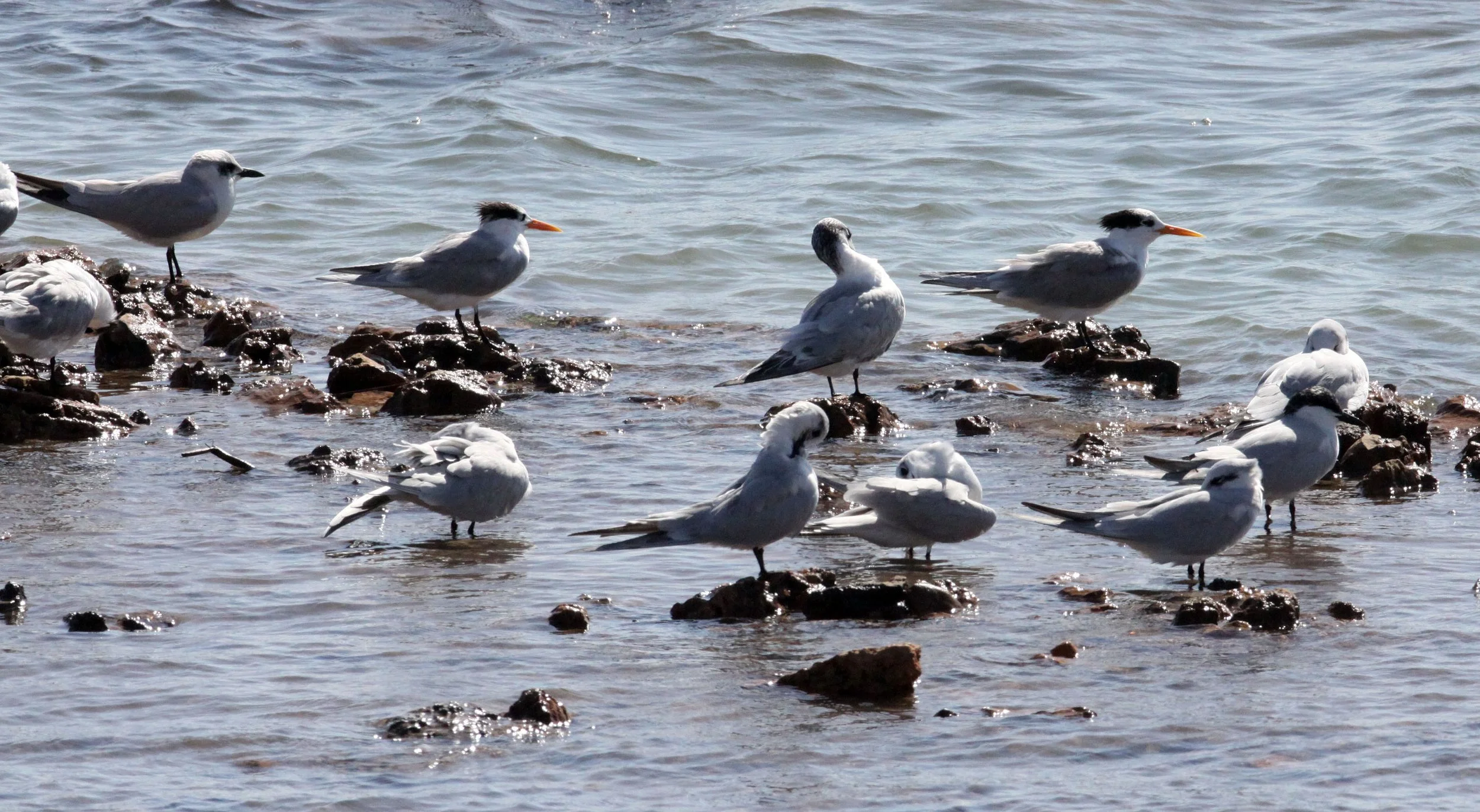 BIRD - TERN - LESSER CRESTED TERNS WITH GULL-BILLED AND CASPIAN TERNS - SOMCHAT GUJARAT INDIA (2).JPG