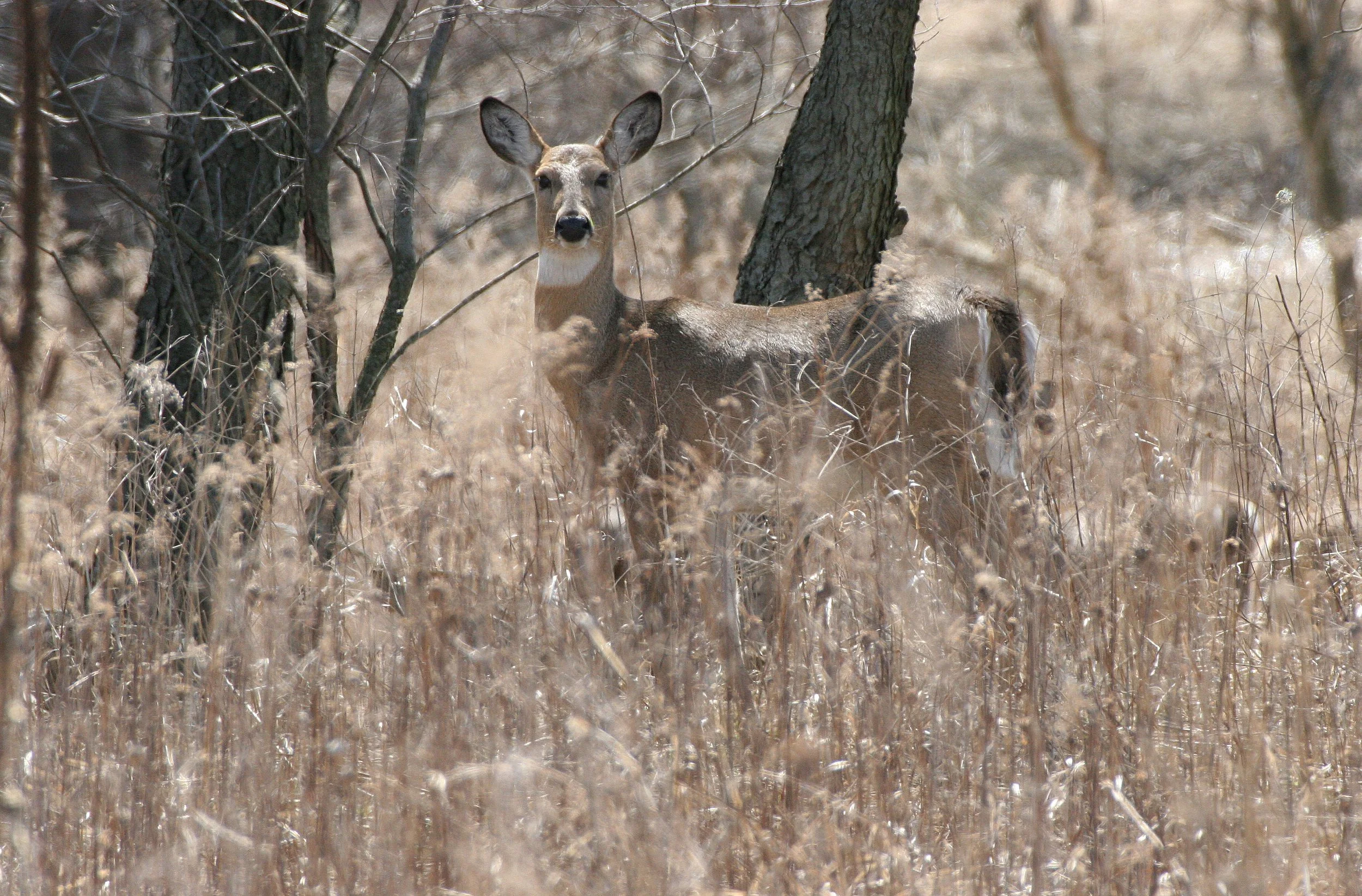 Odocoileus virginianus borealis - NORTHERN WHITE-TAILED DEER - SPRINGBROOK FOREST PRESERVE ILLINOIS (15).JPG