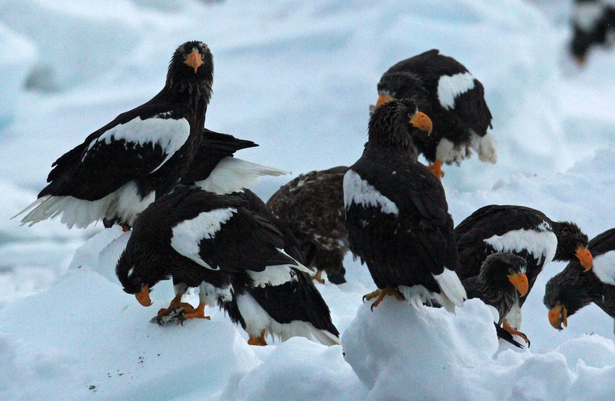 Haliaeetus pelagicus - STELLER'S SEA EAGLE - RAUSU, SHIRETOKO PENINSULA, HOKKAIDO JAPAN (274).JPG