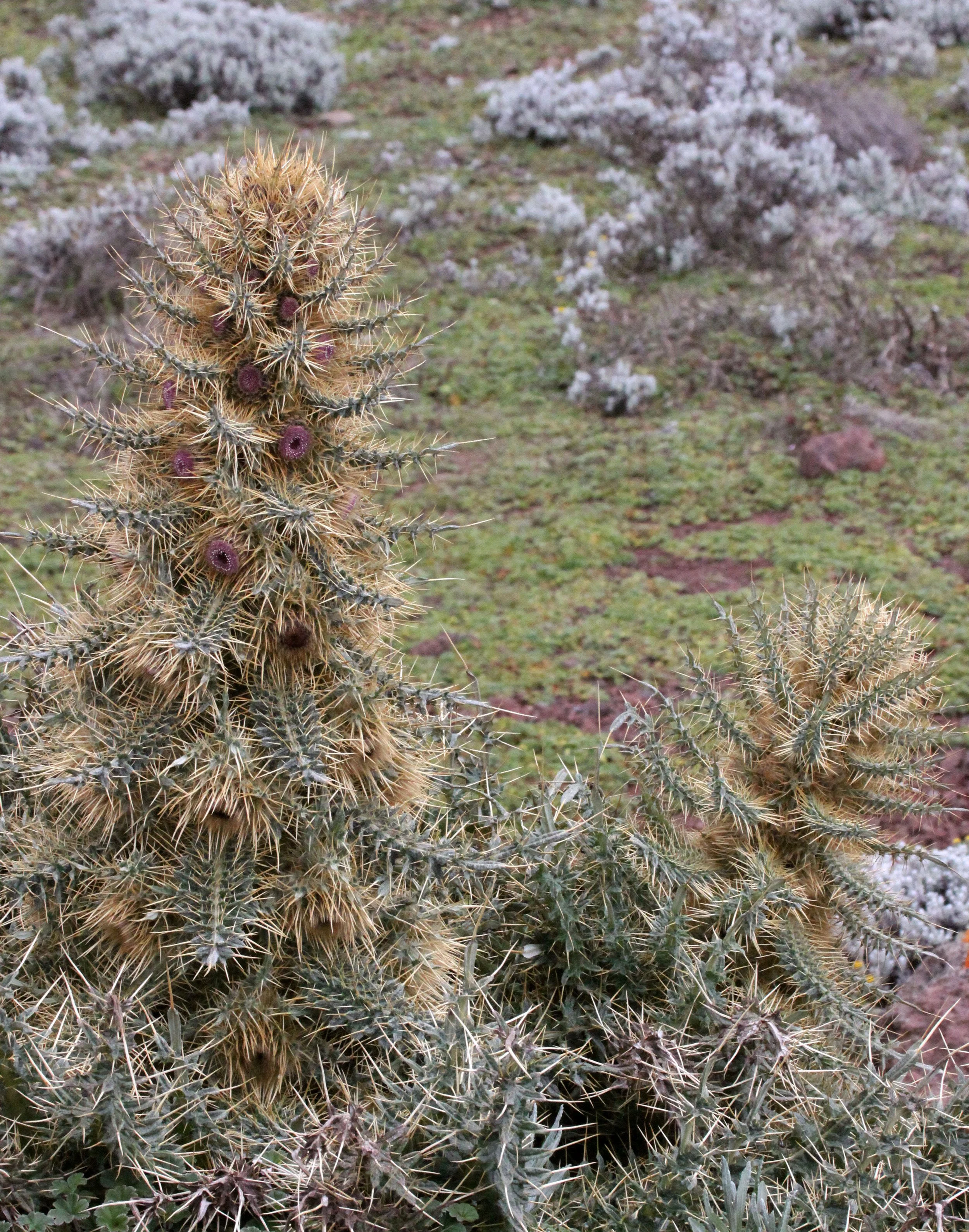 BALE MOUNTAINS NATIONAL PARK ETHIOPIA (83).JPG
