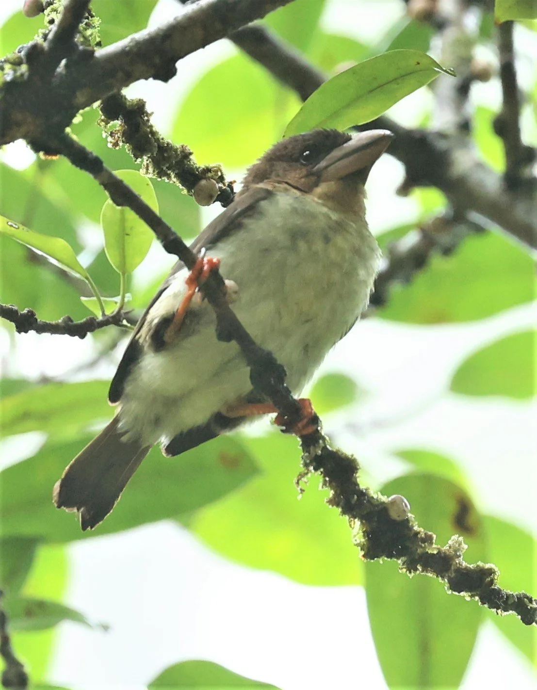 BARBET - BROWN BARBET - Caloramphus fuliginosus - HALA BALA WILDLIFE SANCTUARY APRIL 2022 (13).jpg