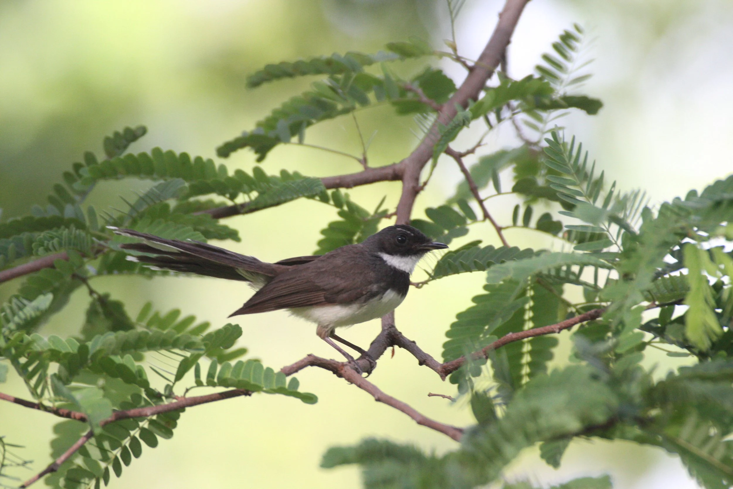 FANTAIL - PIED FANTAIL -Rhipidura javanica - LUMPINI PARK THAILAND (8).JPG