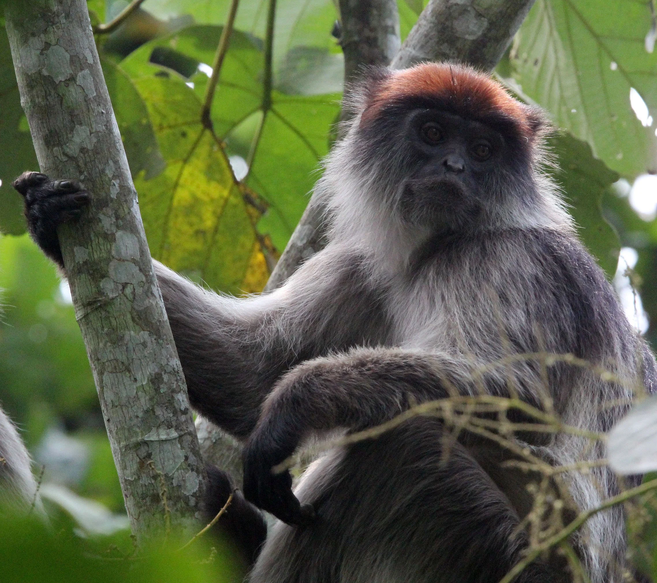 CERCOPITHECIDAE - Piliocolobus tephrosceles - ASHY RED COLOBUS - KIBALE NATIONAL PARK UGANDA BIGODI SWAMP (401).JPG