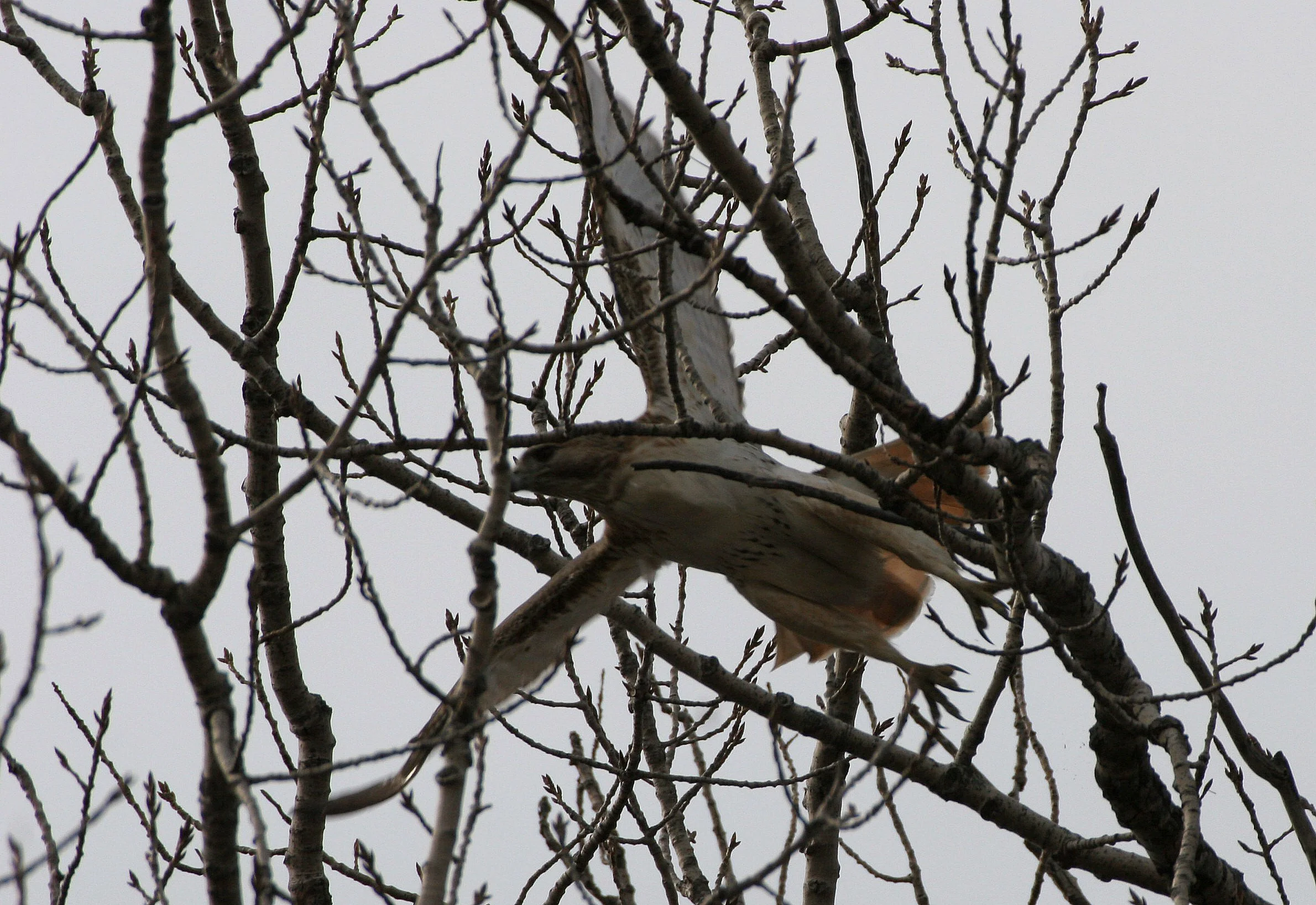 Buteo jamaicensis - RED-TAILED HAWK - WHEATON ILLINOIS (14).JPG