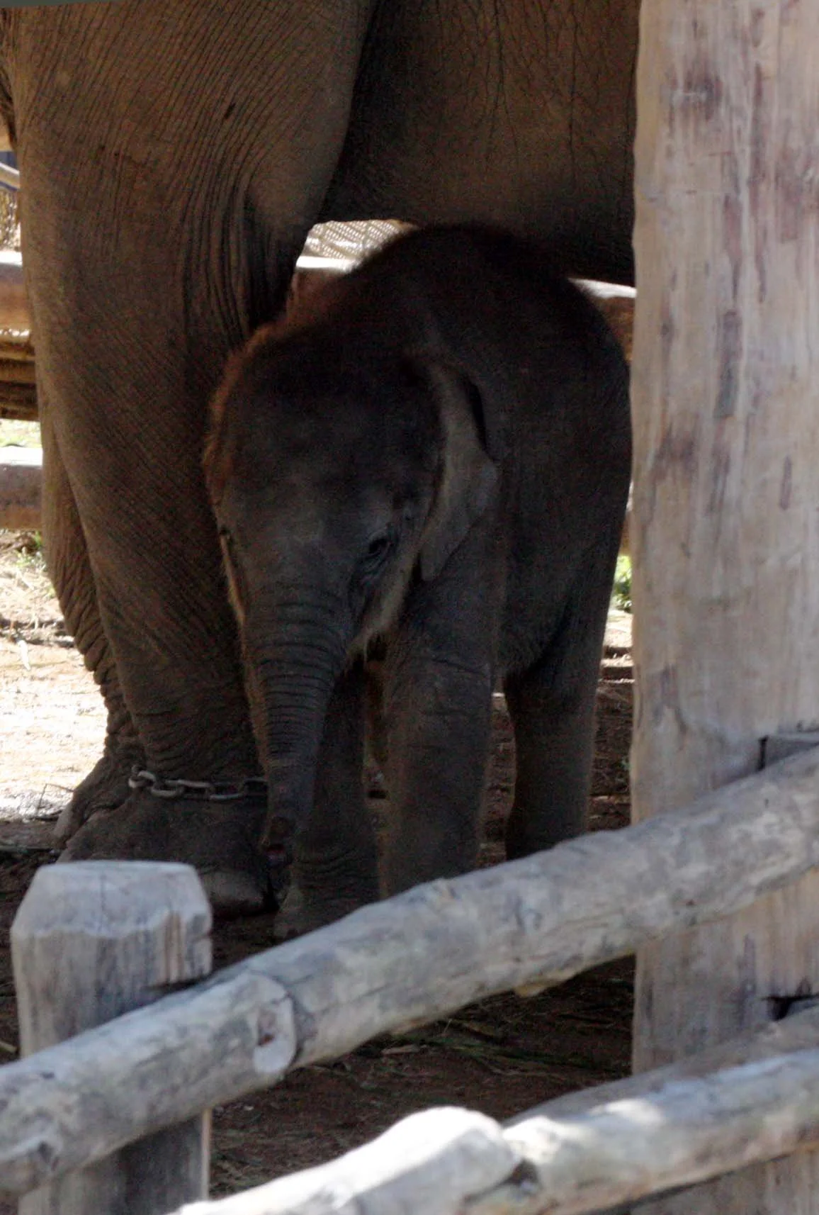 2008 Lampang City & Elephant Center (62).JPG