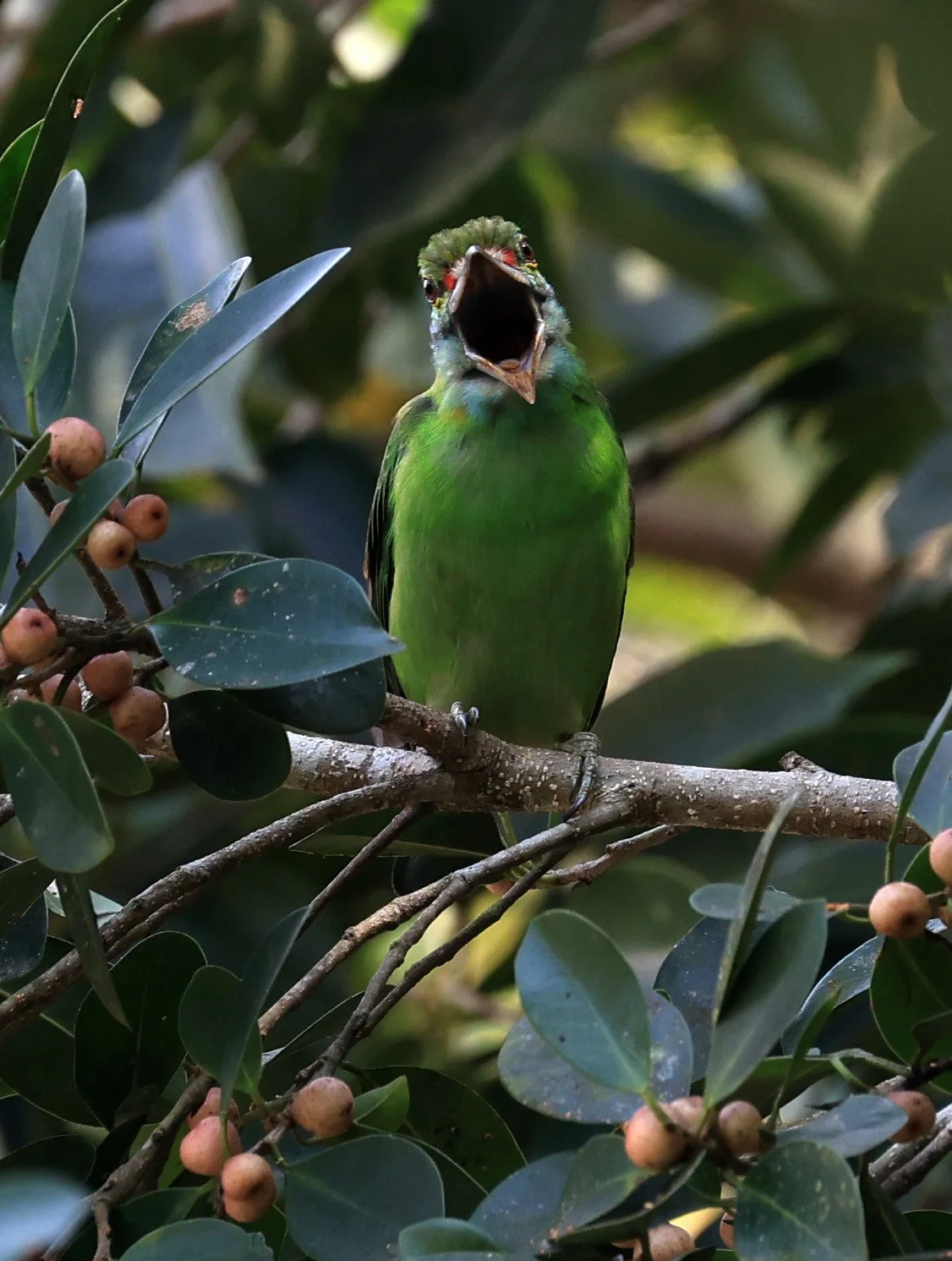 Moustached Barbet (Psilopogon incognitus) Khao Yai National Park Feb 2026 Day 2 (7).jpg