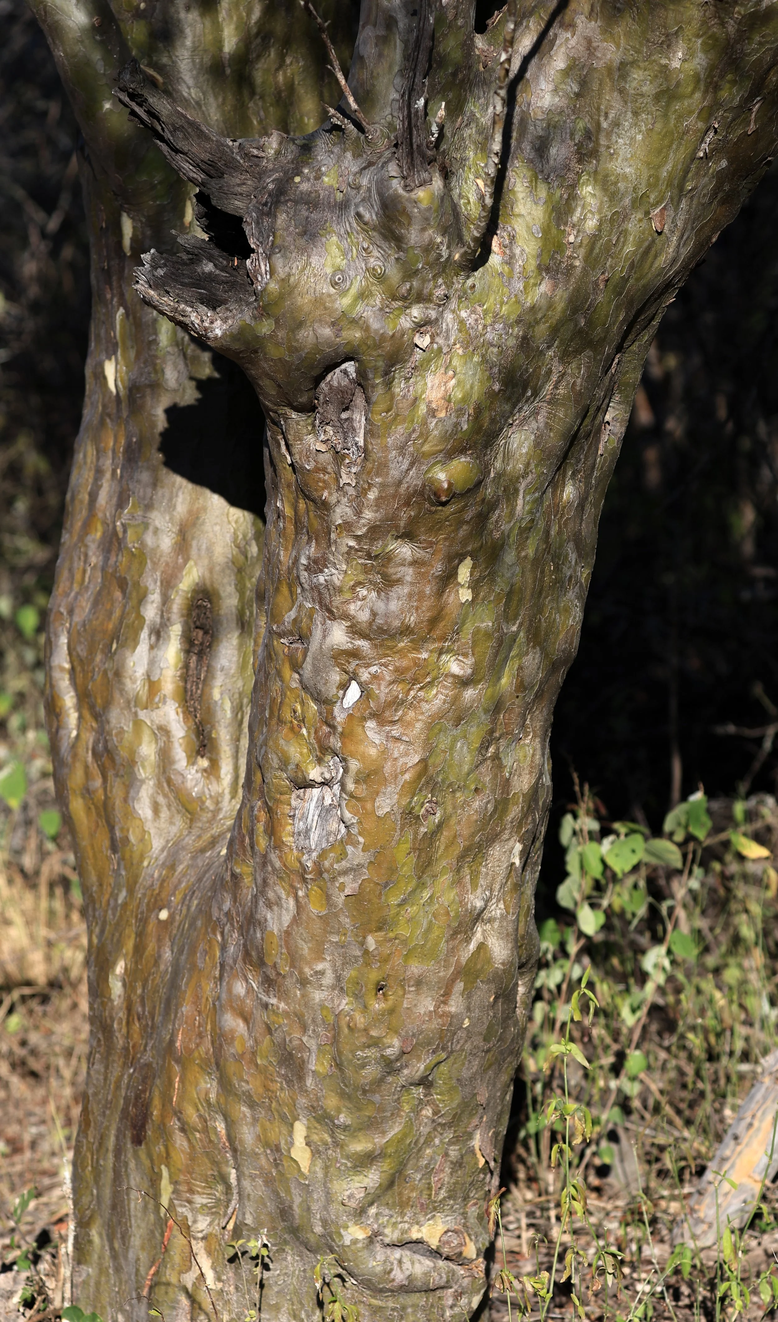 Libidibia paraguariensis - Reserva Natural Canada el Carmen