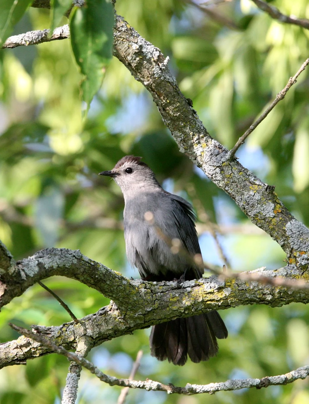 Gray Catbird (Dumetella carolinensis) Chicago Illinois