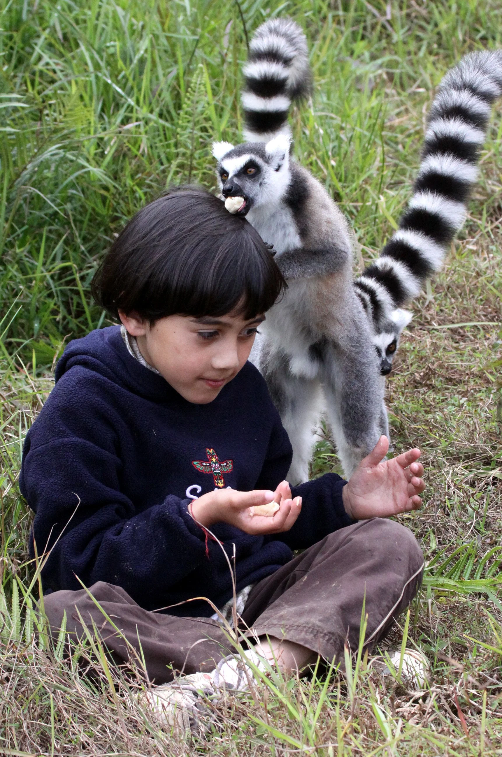 LEMURIDAE - Lemur catta - RING-TAILED LEMUR - ANDISABE NATIONAL PARK MADAGASCAR - VAKONA LODGE (49).JPG