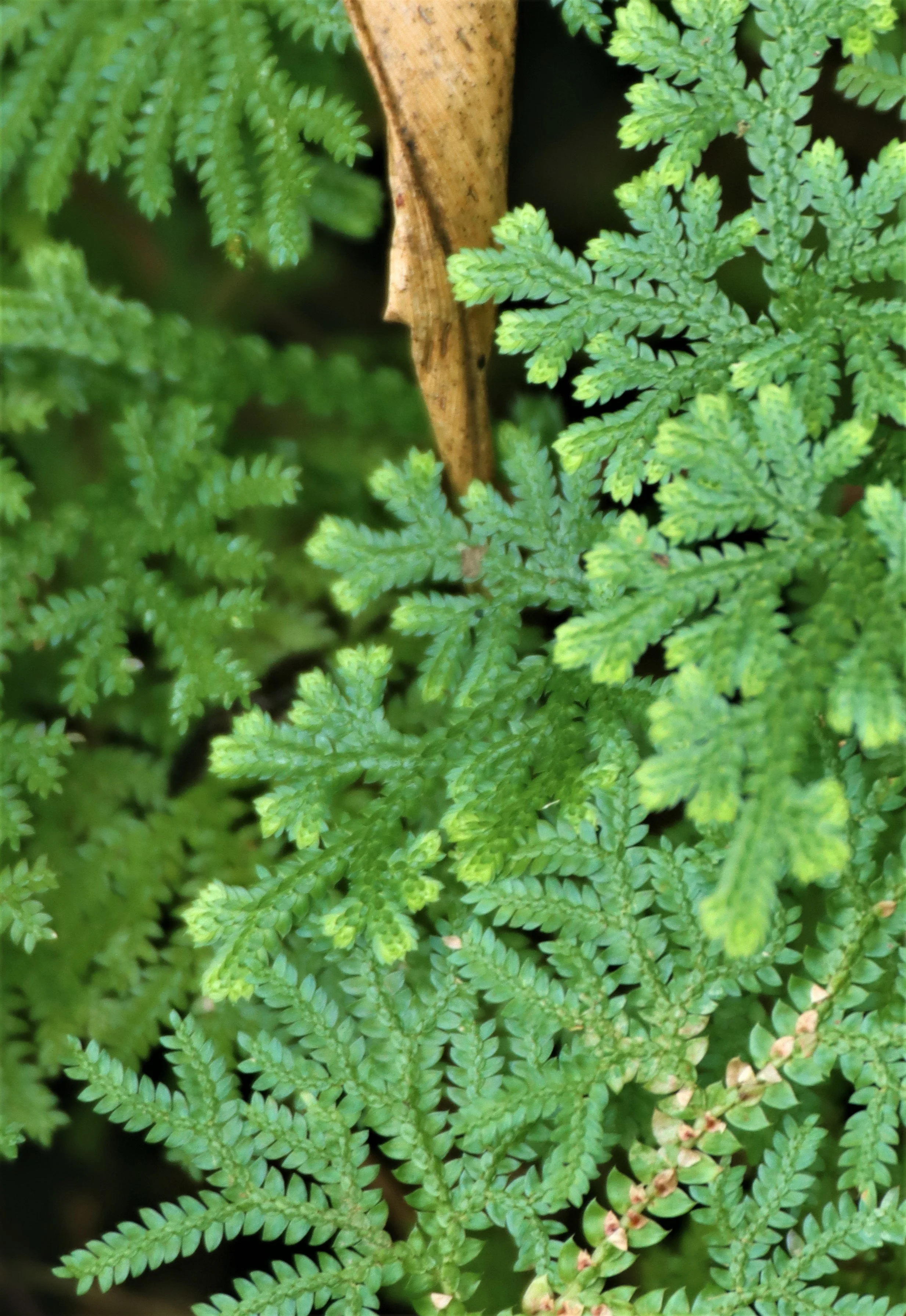 Selaginella is the dominant ground cover in these moist forests at higher elevations.