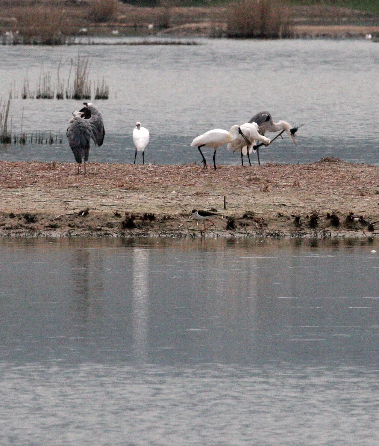 SPOONBILL - BLACK-FACED SPOONBILL - Platalea minor - MAI PO WETLANDS HONG KONG (108).JPG