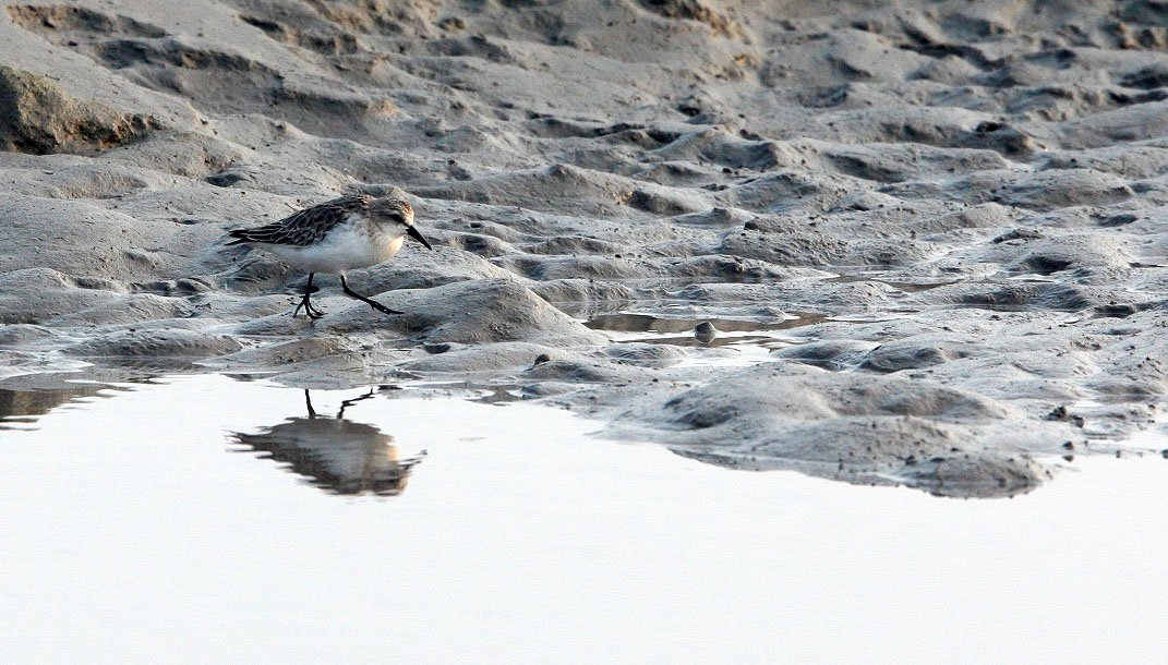BIRD - STINT - RED-NECKED STINT -  NANKOU, RUDONG, CHINA (7).JPG
