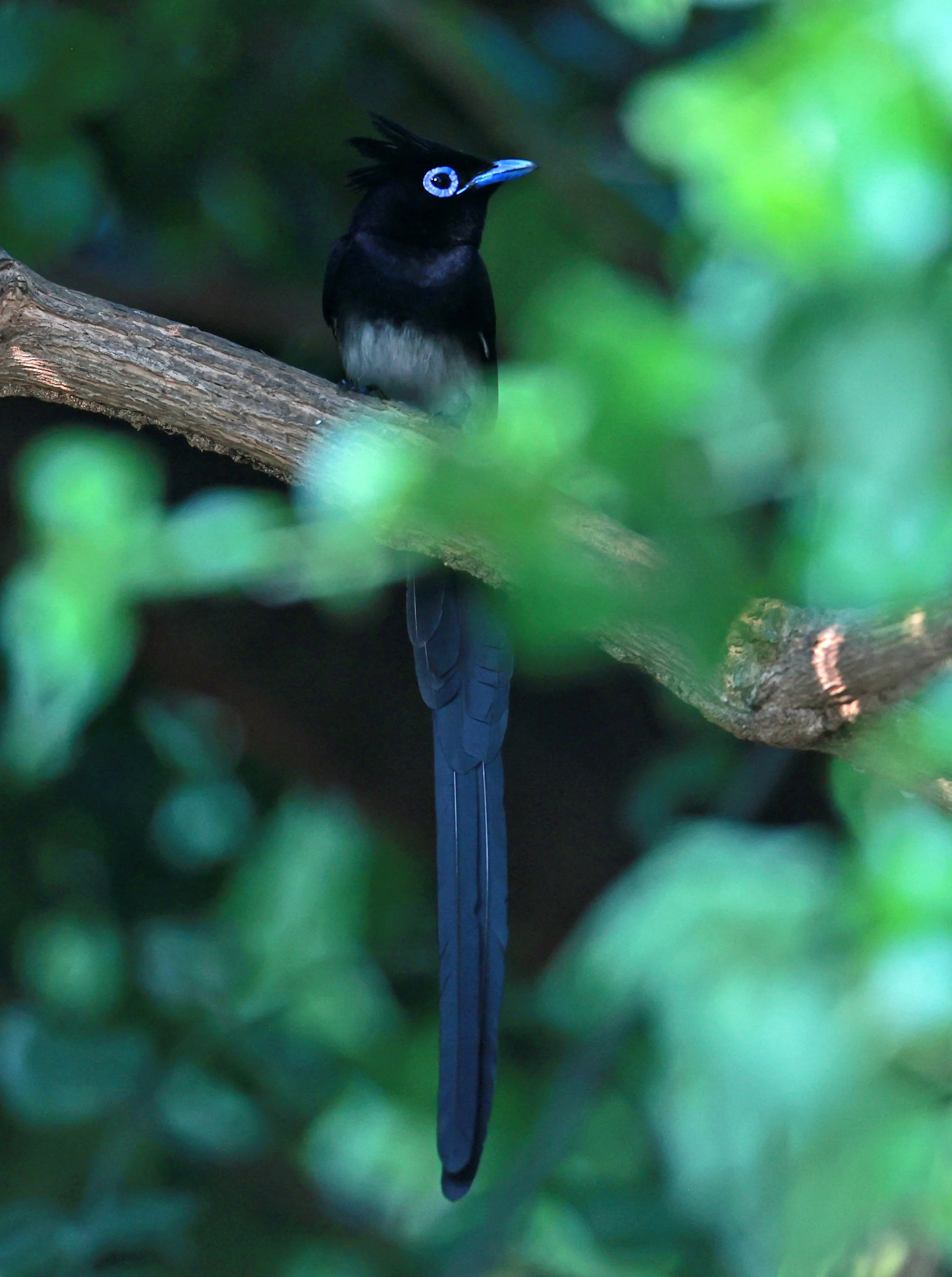 Paradise Flycatcher - Black or Japanese Paradise Flycatcher - Terpsiphone atrocaudata - Bang Pu Mangrove Forest Preserve (25).jpg