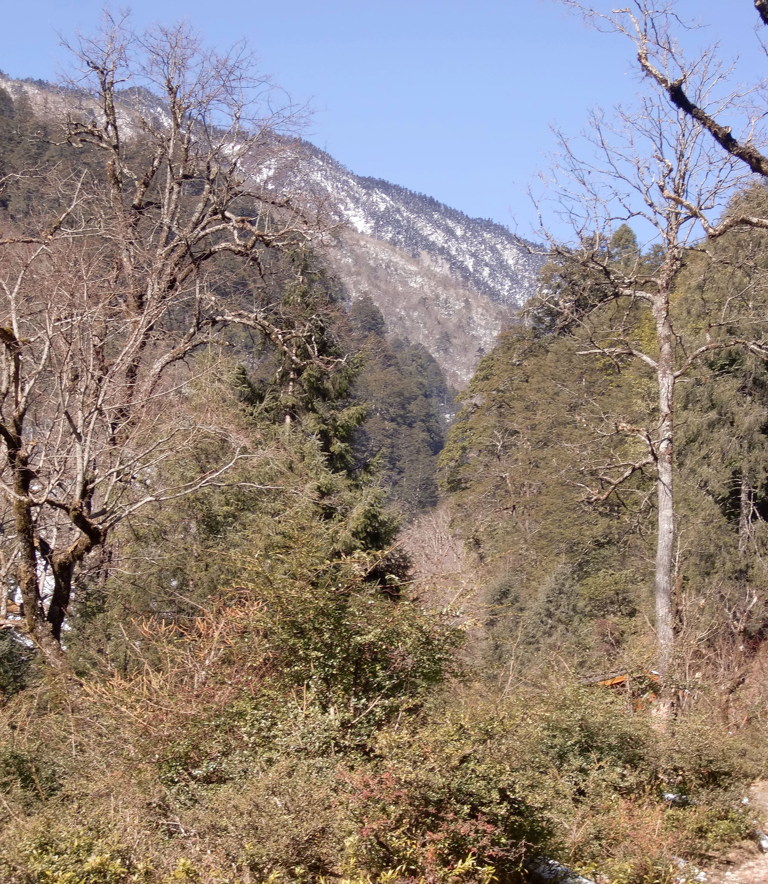 YUNNAN - BAIMA SNOW MOUNTAIN NATURE RESERVE (4).JPG