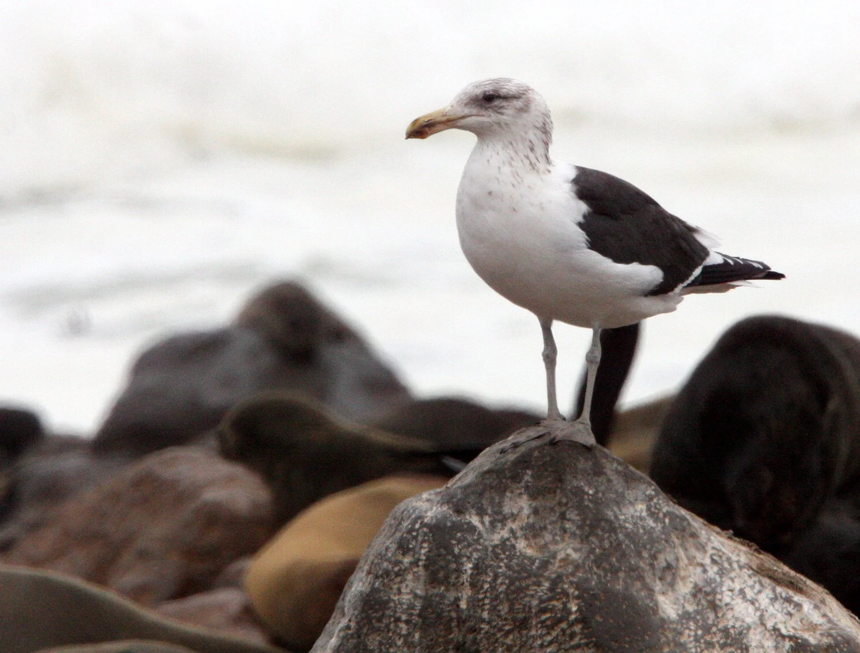 BIRD - GULL - CAPE OR KELP GULL - LARUS VETULA - CAPE CROSS NAMIBIA (4).JPG
