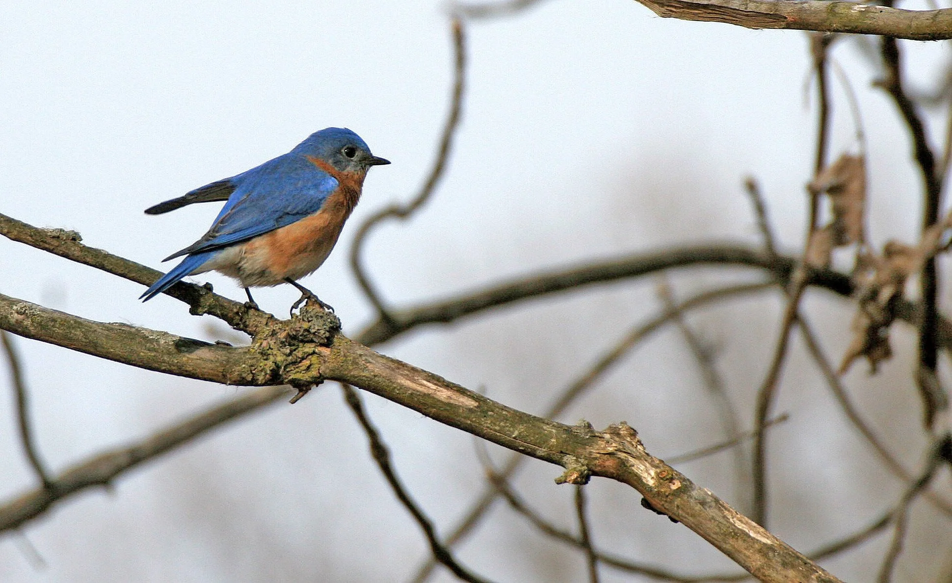 Eastern Bluebird (Sialia sialis) Lincoln Marsh Wheaton Illinois (20).JPG