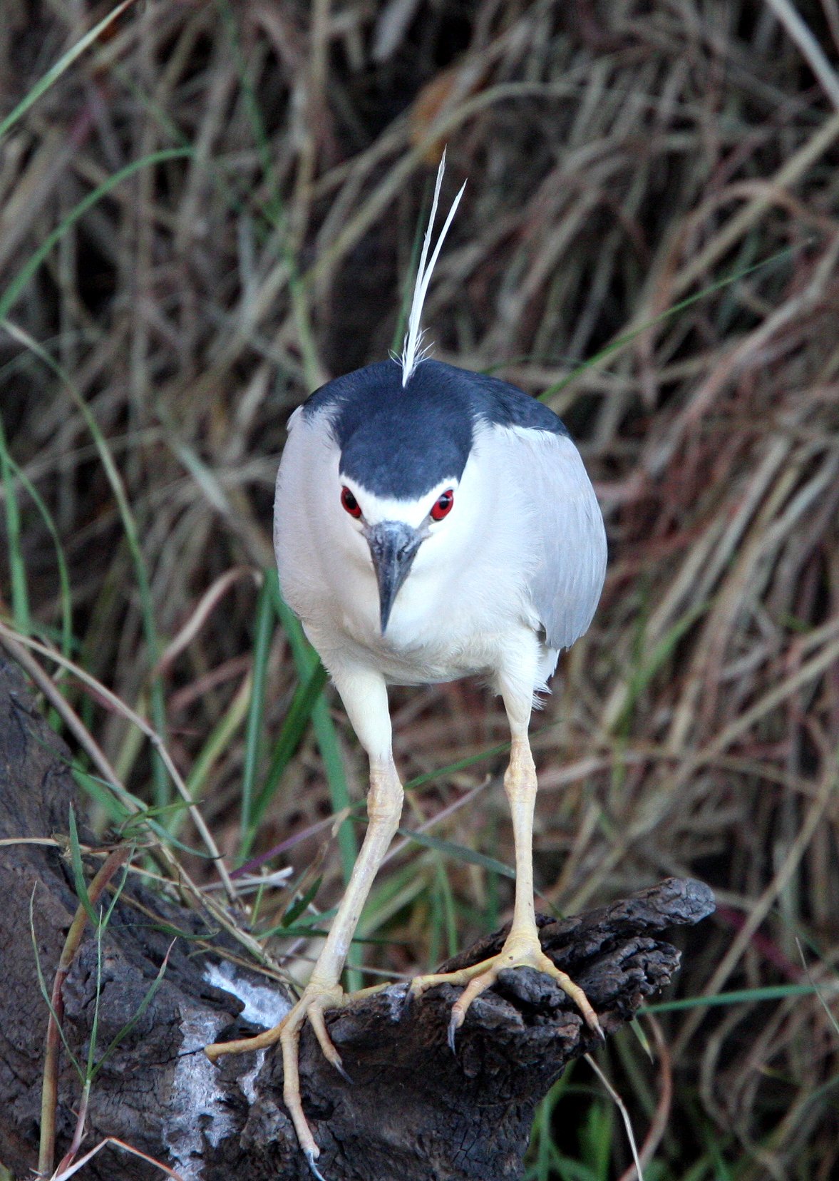 HERON - BLACK-CROWNED NIGHT HERON - Nycticorax nycticorax - CHOBE NATIONAL PARK BOTSWANA (55).JPG
