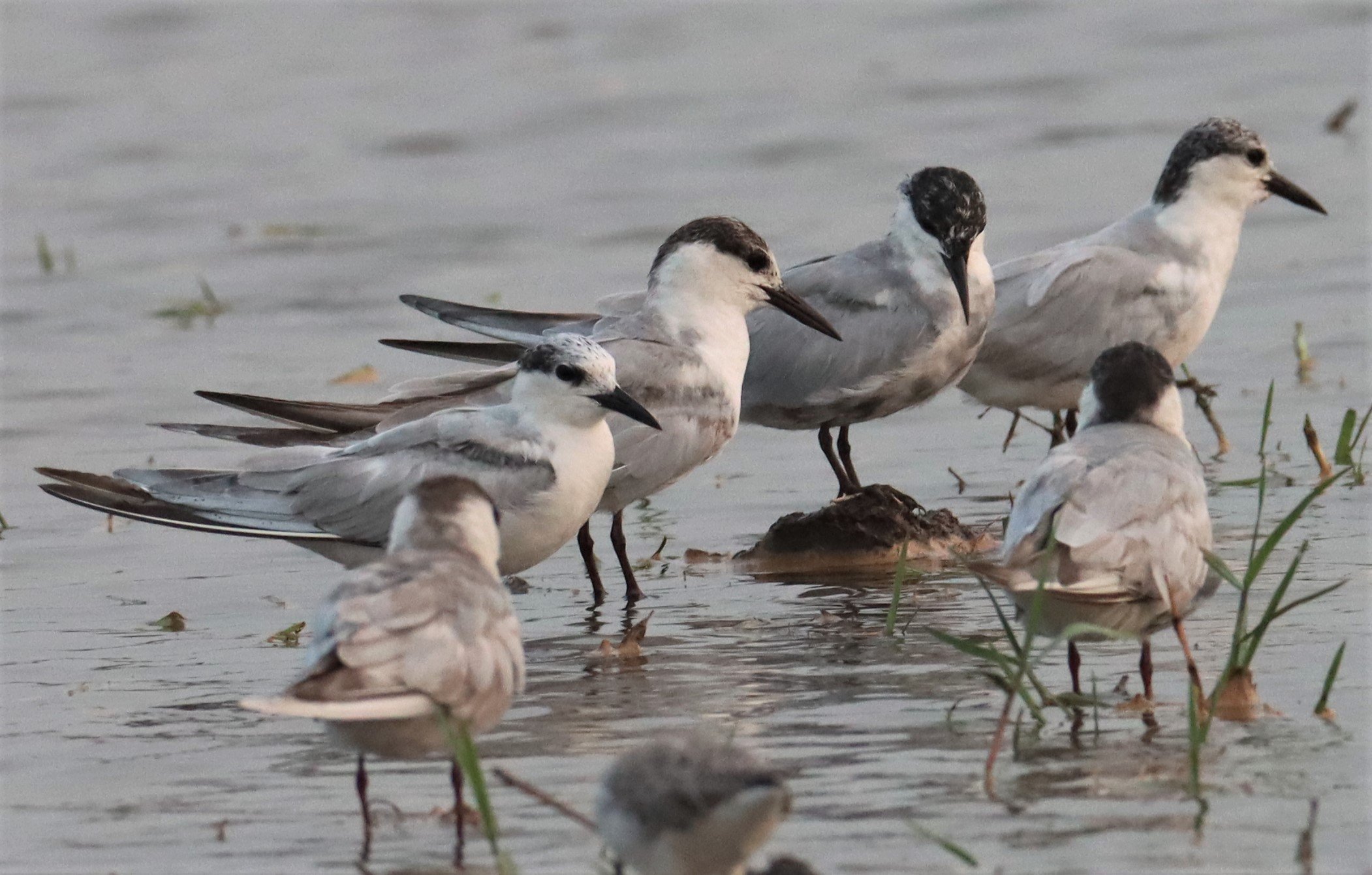TERN - WHISKERED TERN - Chlidonias hybridus - BANG KHAEM WETLANDS NAKHON PATHOM MAR 13 (5).jpg