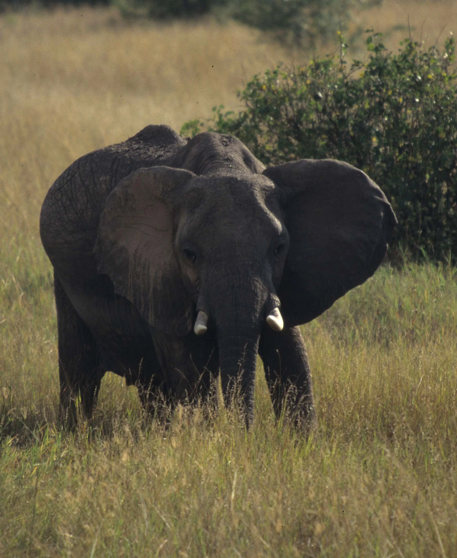 ELEPHANT - SERENGETI 18.jpg