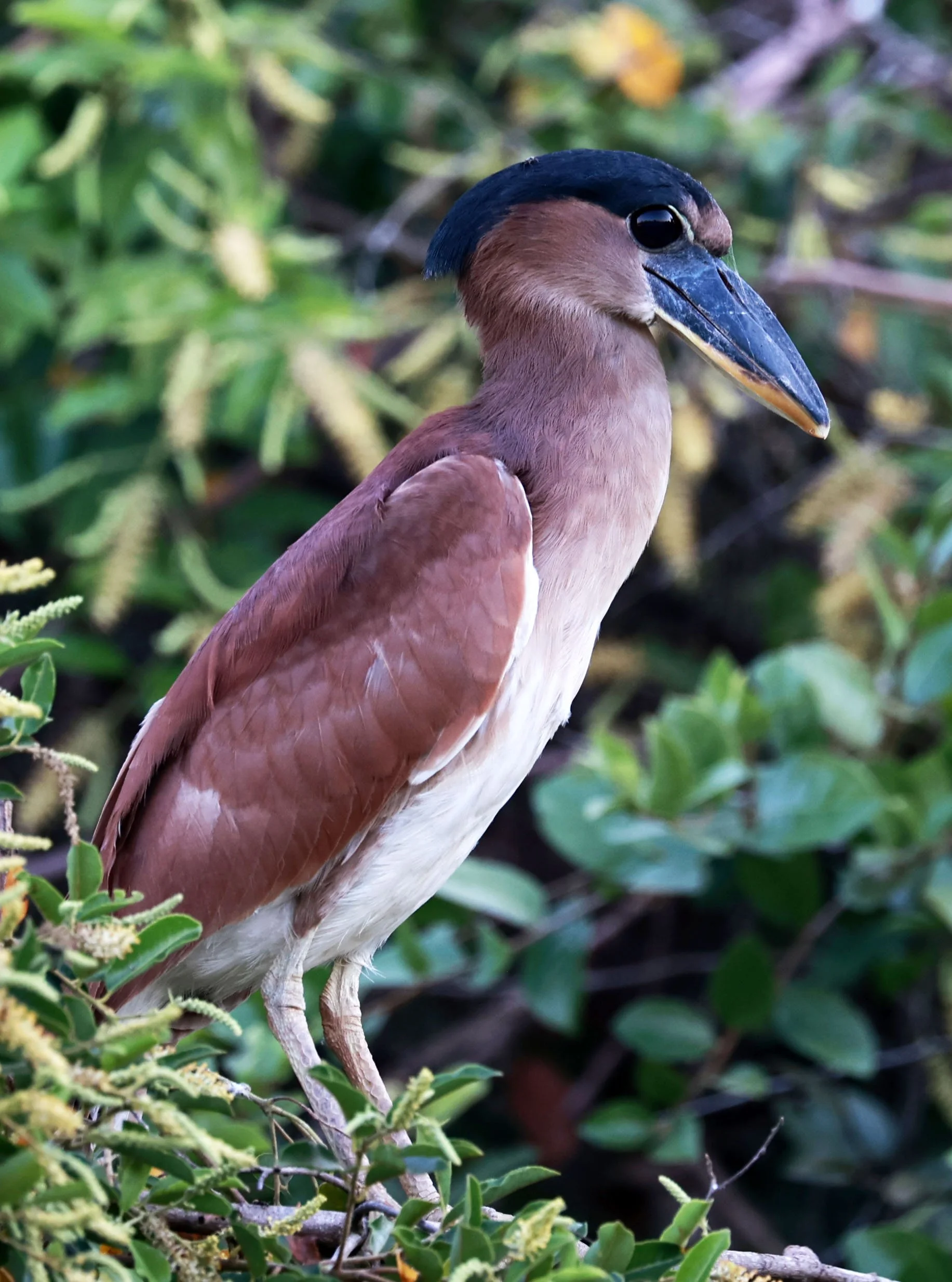 Heron - Boat-billed Heron - Cochlearius cochlearius - Pantanal, Encontro das Águas State Park, Porto Jofre, Cuiaba River, Brazil (18).jpg