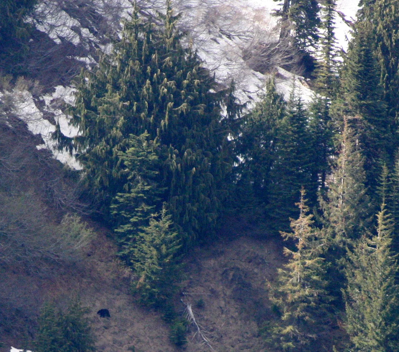 URSID - BEAR - BLACK BEAR - SEEN FROM HURRICANE RIDGE WA.JPG