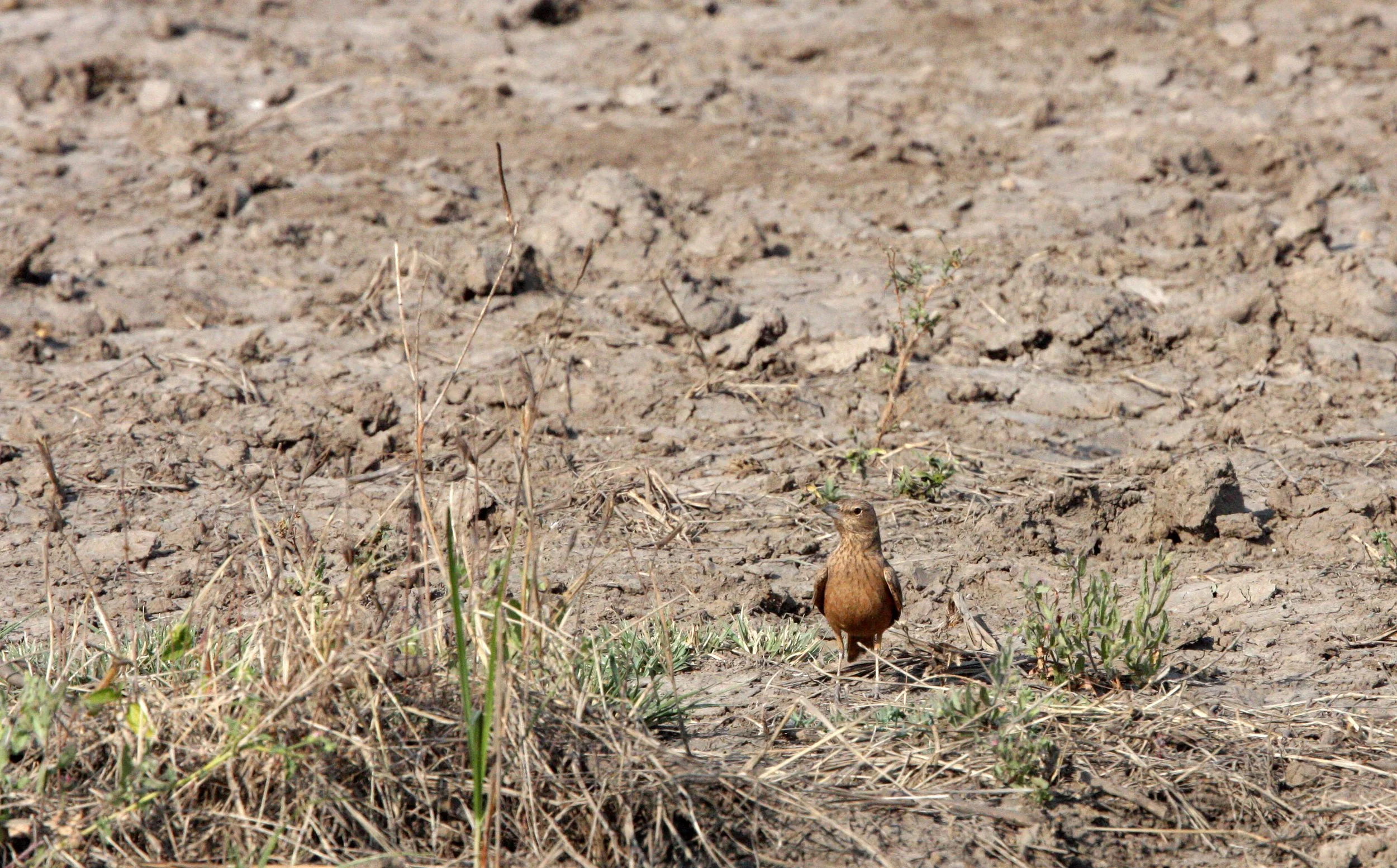 Rufous-tailed Lark (Ammomanes phoenicura) Blackbuck National Park India (4).JPG