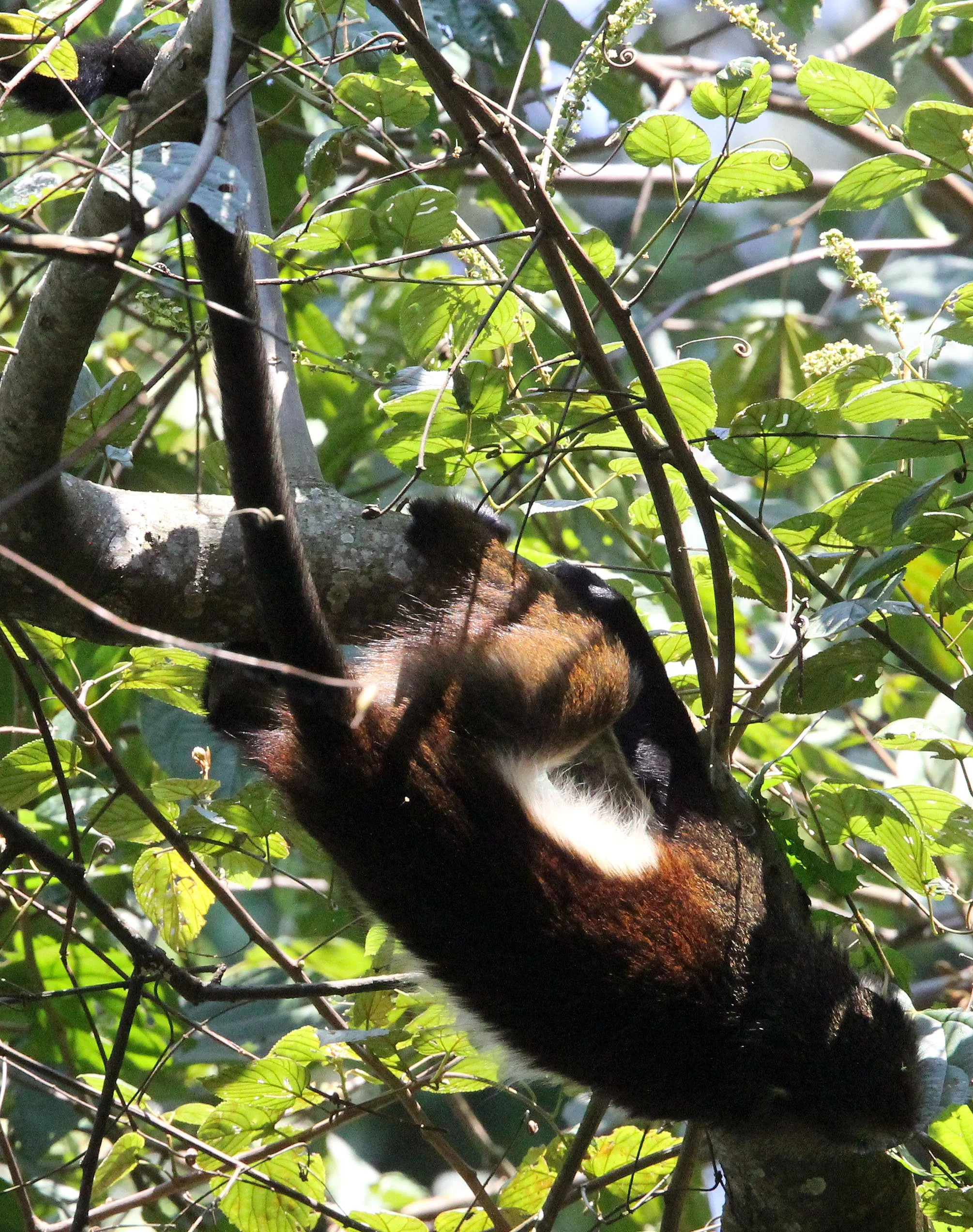 CERCOPITHECIDAE - Cercopithecus denti - DENT'S MONKEY - NYUNGWE NATIONAL PARK RWANDA (266).JPG