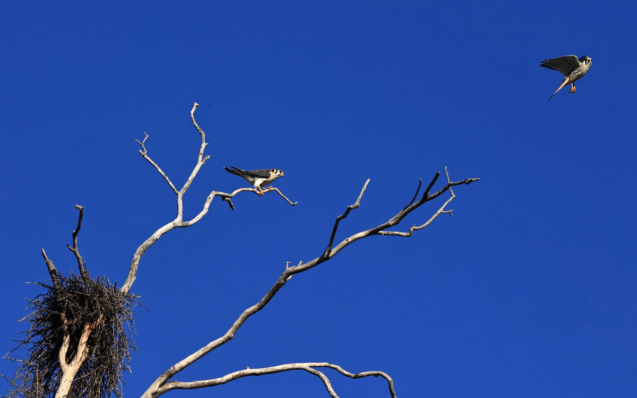American Kestrel (Falco sparverius) Aurora Chaquena Reserve, Neuland Mennonite Colony and Agua Dulce, Chaco Region in Paraguay 