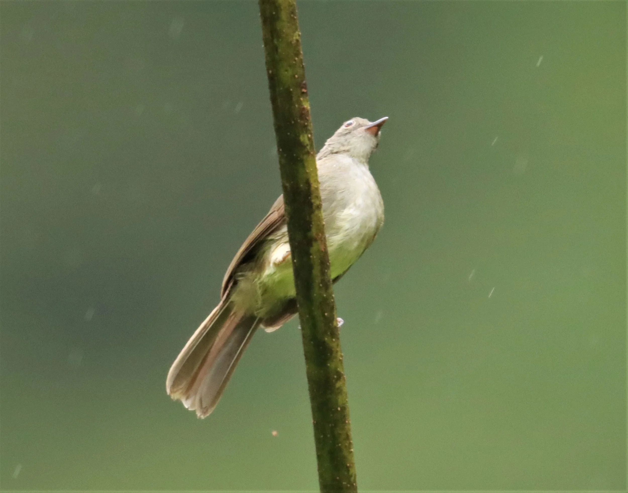 BULBUL - SPECTACLED BULBUL - Pycnonotus erythropthalmos - KHAO SOK SURAT THANI  (2).jpg